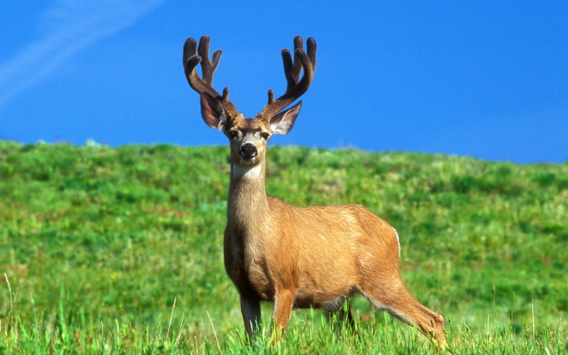 animals deer mammal grass wildlife antler hayfield buck stag field animal nature wild virginia deer reindeer