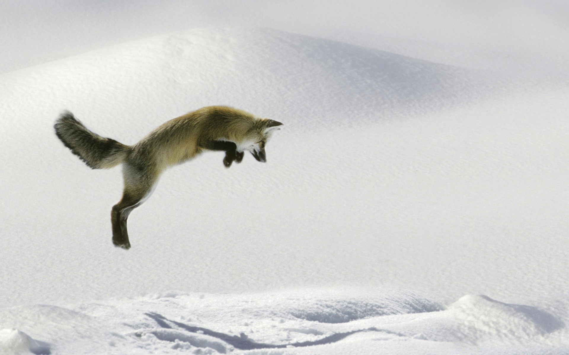 animais neve inverno frio gelo ao ar livre pássaro congelado vida selvagem mamífero luz do dia geada montanha gelado natureza vista lateral paisagem açao sozinho