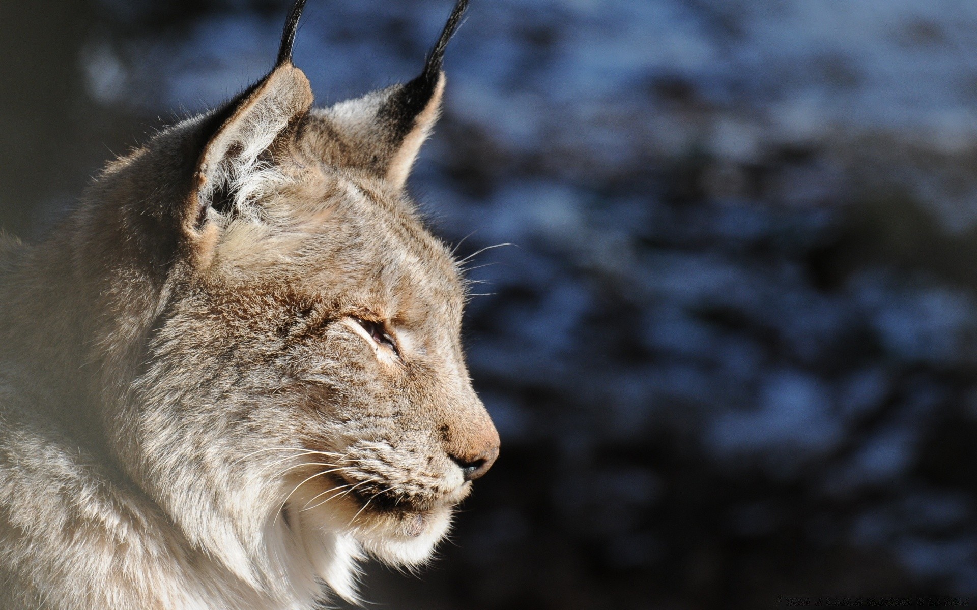 tiere tierwelt säugetier katze tier natur raubtier wild fell porträt fleischesser im freien zoo