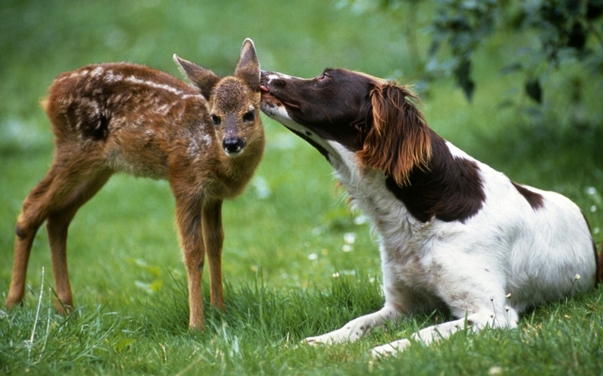 animali mammifero erba cane animale carino canino natura fieno animale domestico pelliccia cucciolo piccolo fauna selvatica giovane campo ritratto domestico