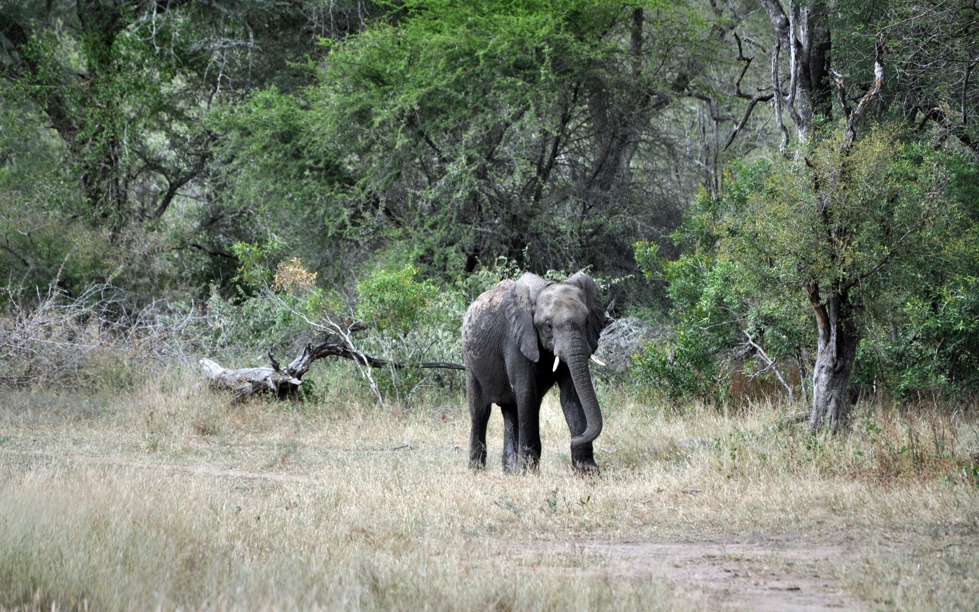 animals wildlife nature mammal wild safari park tree bush national grass animal outdoors travel environment landscape trunk savanna elephant