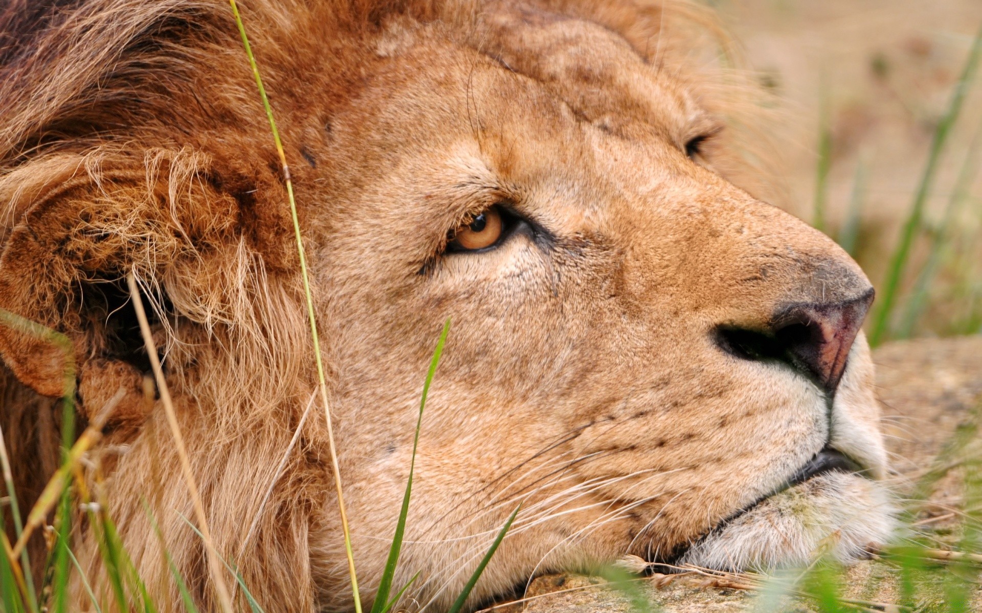 hayvanlar memeli yaban hayatı aslan hayvan çimen doğa kürk kedi vahşi avcı safari hayvanat bahçesi yırtıcı hayvan portre et yiyen tehlike sevimli