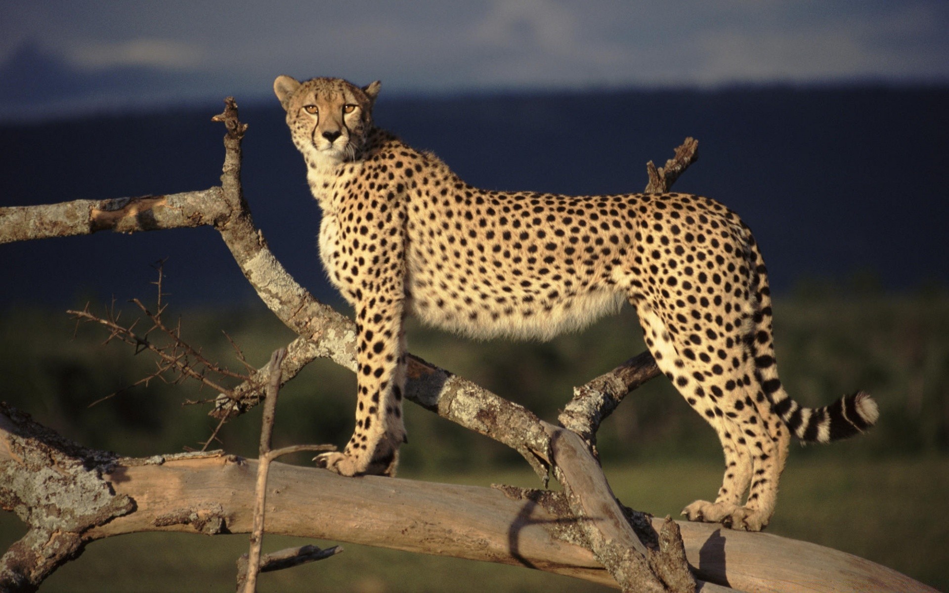 animales vida silvestre gato mamífero guepardo depredador safari naturaleza leopardo salvaje al aire libre animal cazador carnívoro