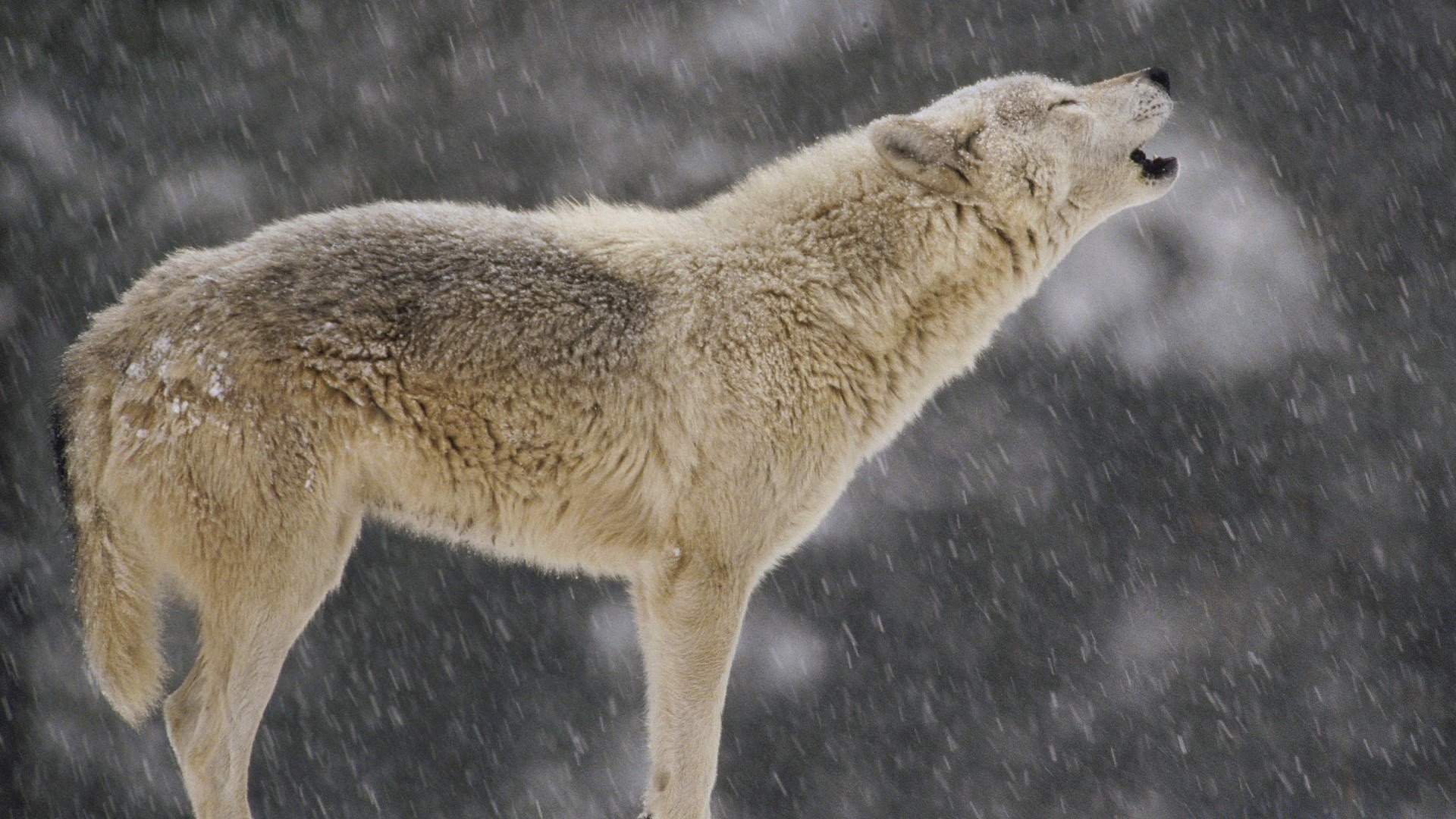 tiere säugetier tierwelt natur im freien raubtier tier schnee frostig winter wild