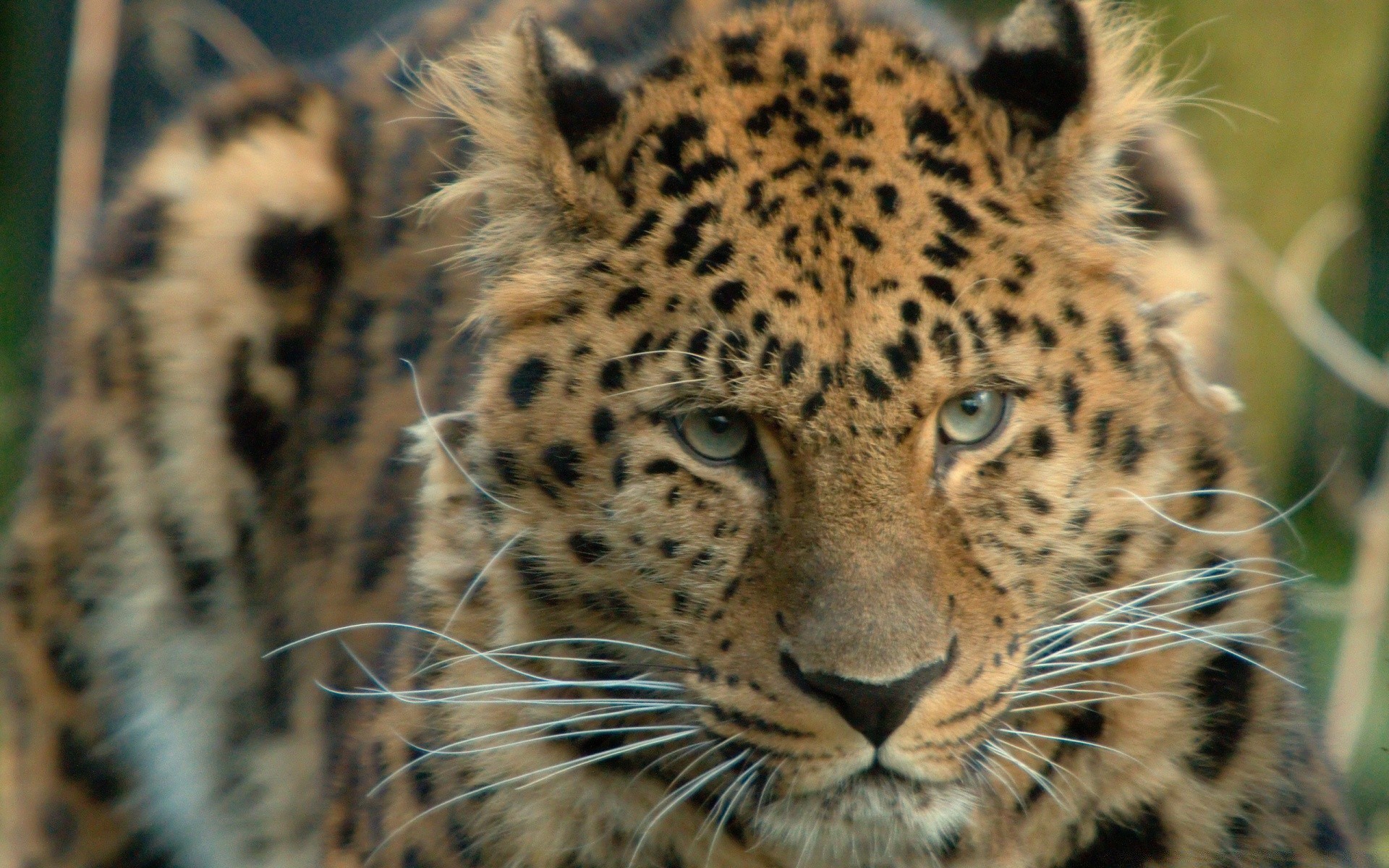 animais gato vida selvagem leopardo mamífero animal safari predador natureza chita jardim zoológico selvagem caçador pele