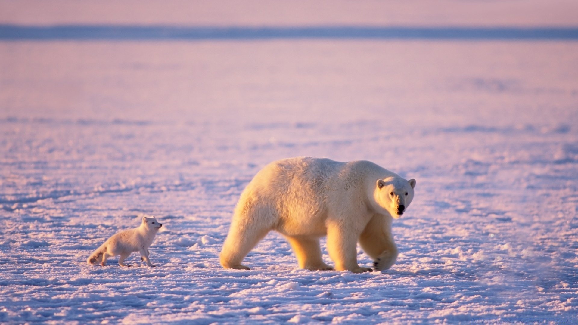 animaux neige mammifère givré faune hiver eau à l extérieur lumière du jour vue latérale froid