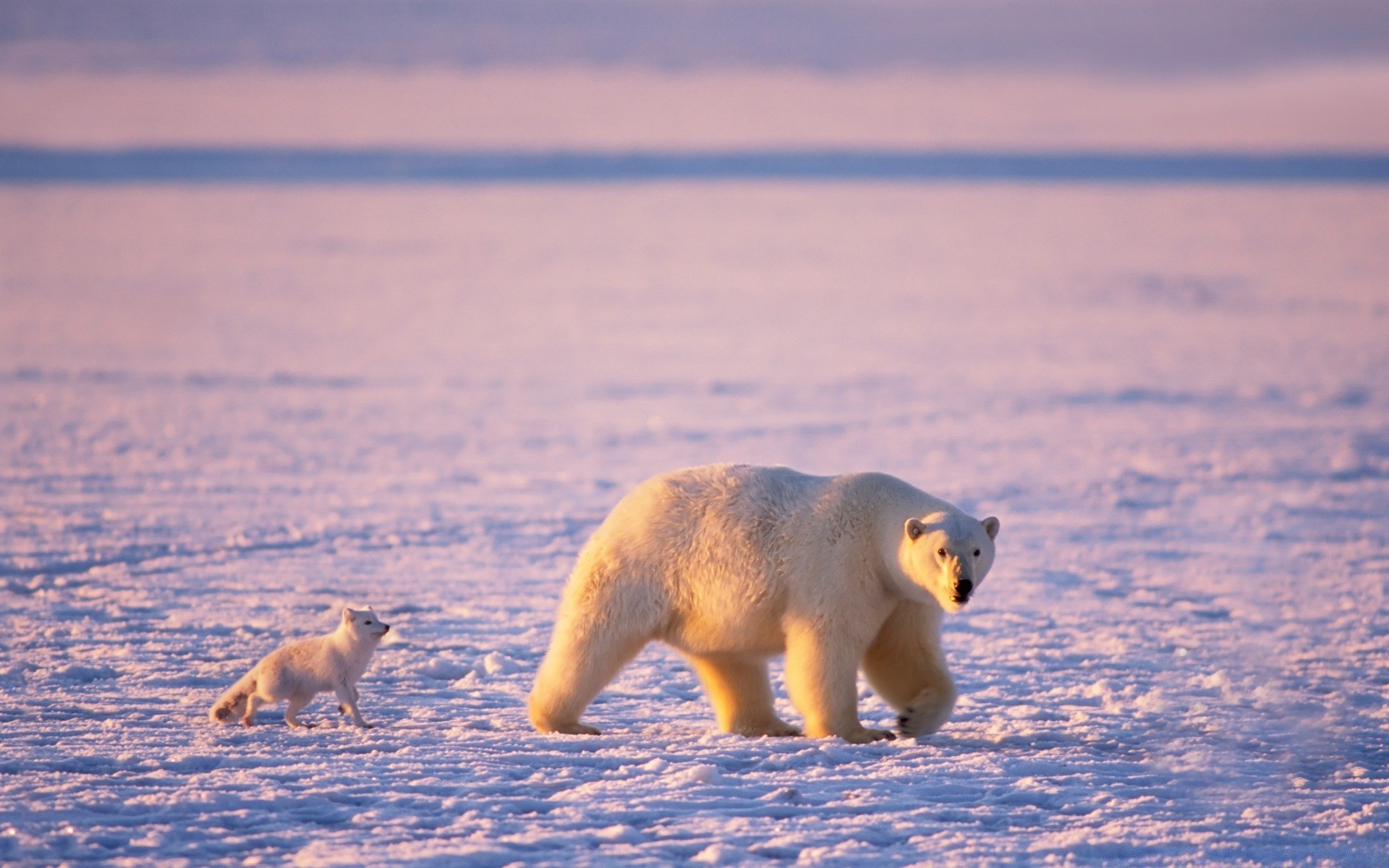 animaux mammifère neige givré eau hiver faune à l extérieur lumière du jour vue latérale