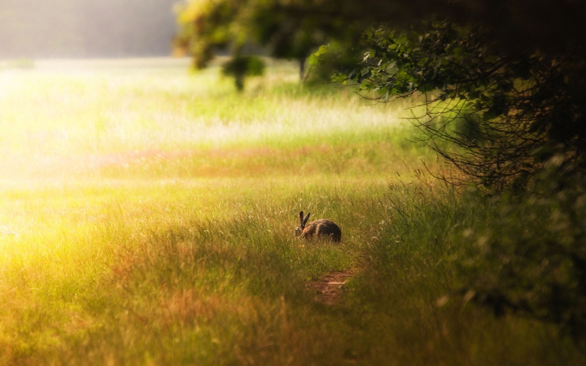 animaux mammifère herbe la faune à l extérieur paysage nature pâturage foin animal champ coucher de soleil lumière du jour aube cerf