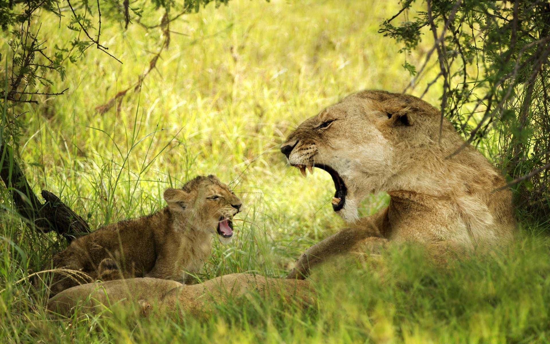 animaux faune mammifère lion animal chat sauvage prédateur nature herbe chasseur safari lionne mangeur de viande louveteau réserve pâturage parc