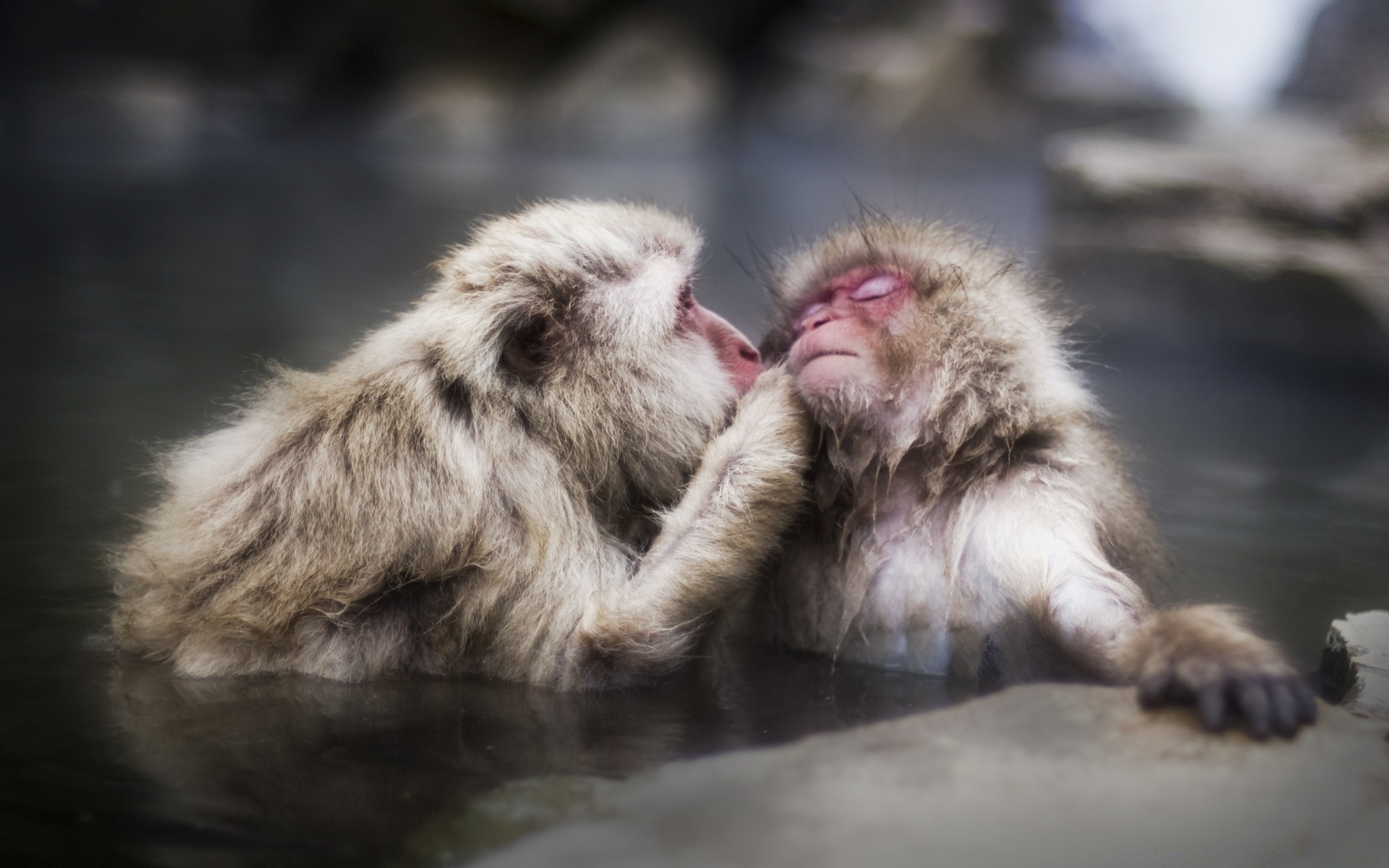 animais mamífero vida selvagem animal natureza pele jardim zoológico retrato gato selvagem fofa cão macaco ao ar livre predador