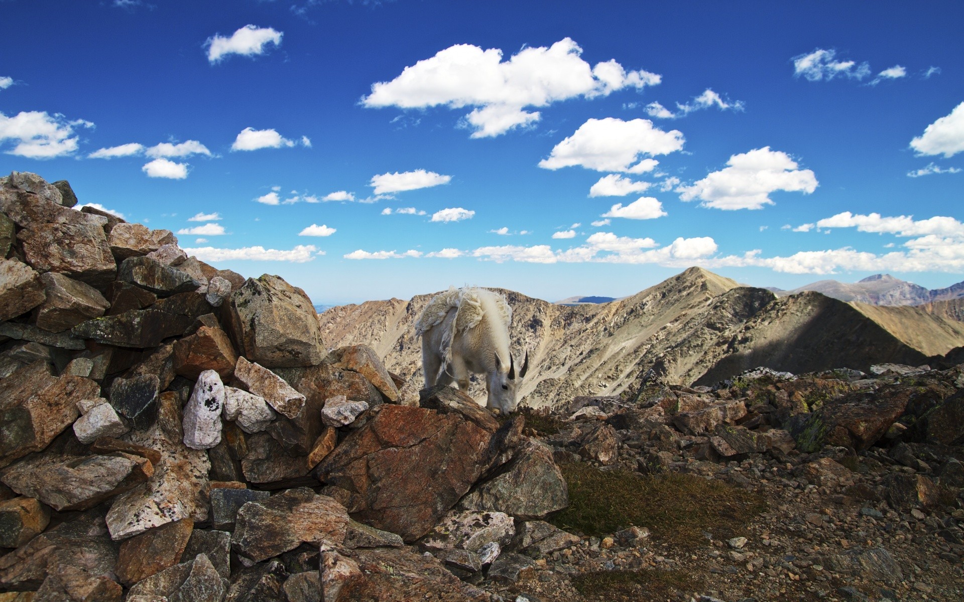 tiere landschaft berge himmel rock natur reisen im freien landschaftlich umwelt