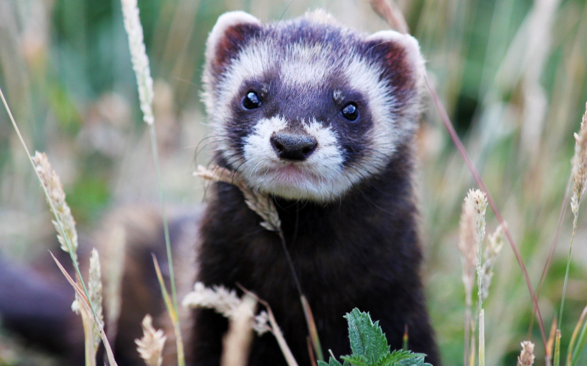 animais natureza mamífero vida selvagem fofa selvagem animal pequeno retrato grama