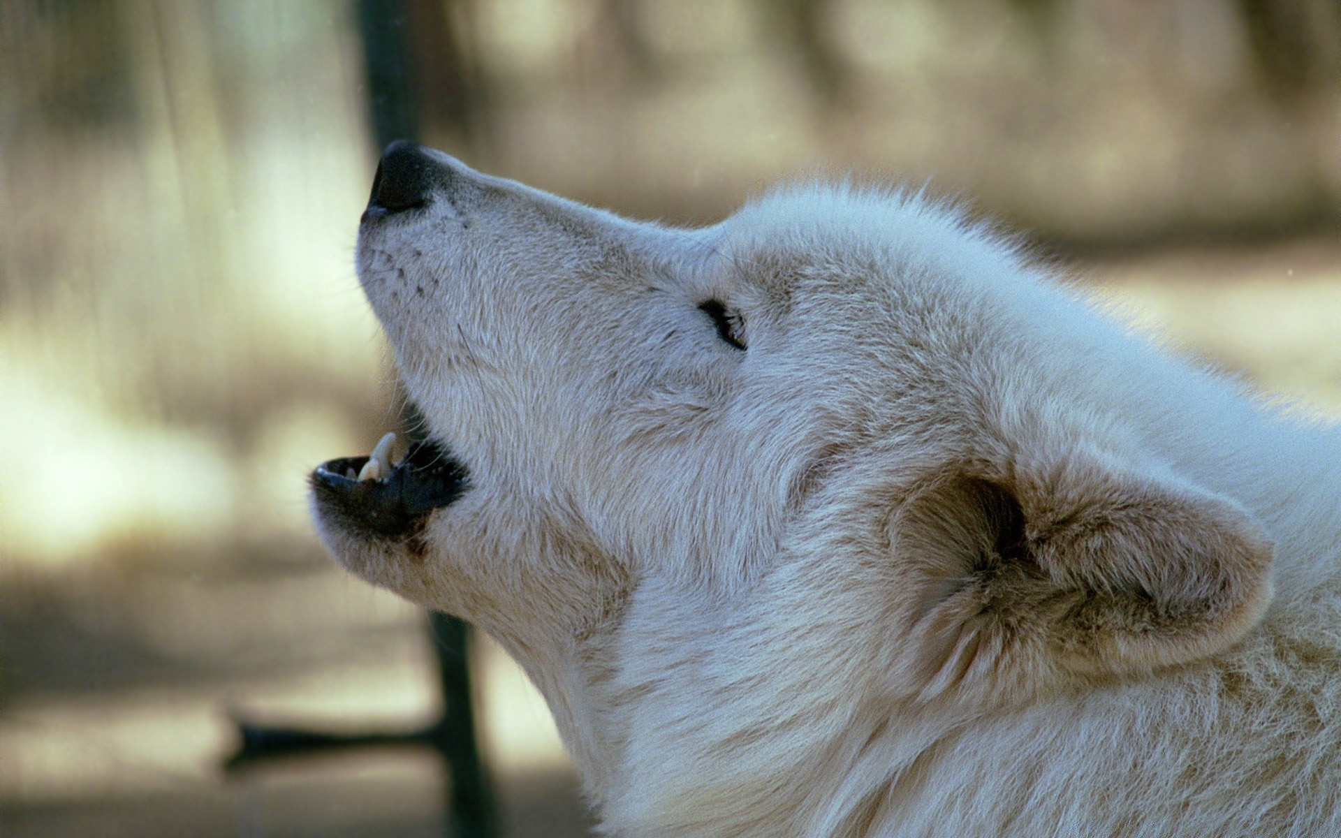 tiere säugetier tierwelt natur tier zoo schnee porträt raubtier winter fell im freien hund auge wild