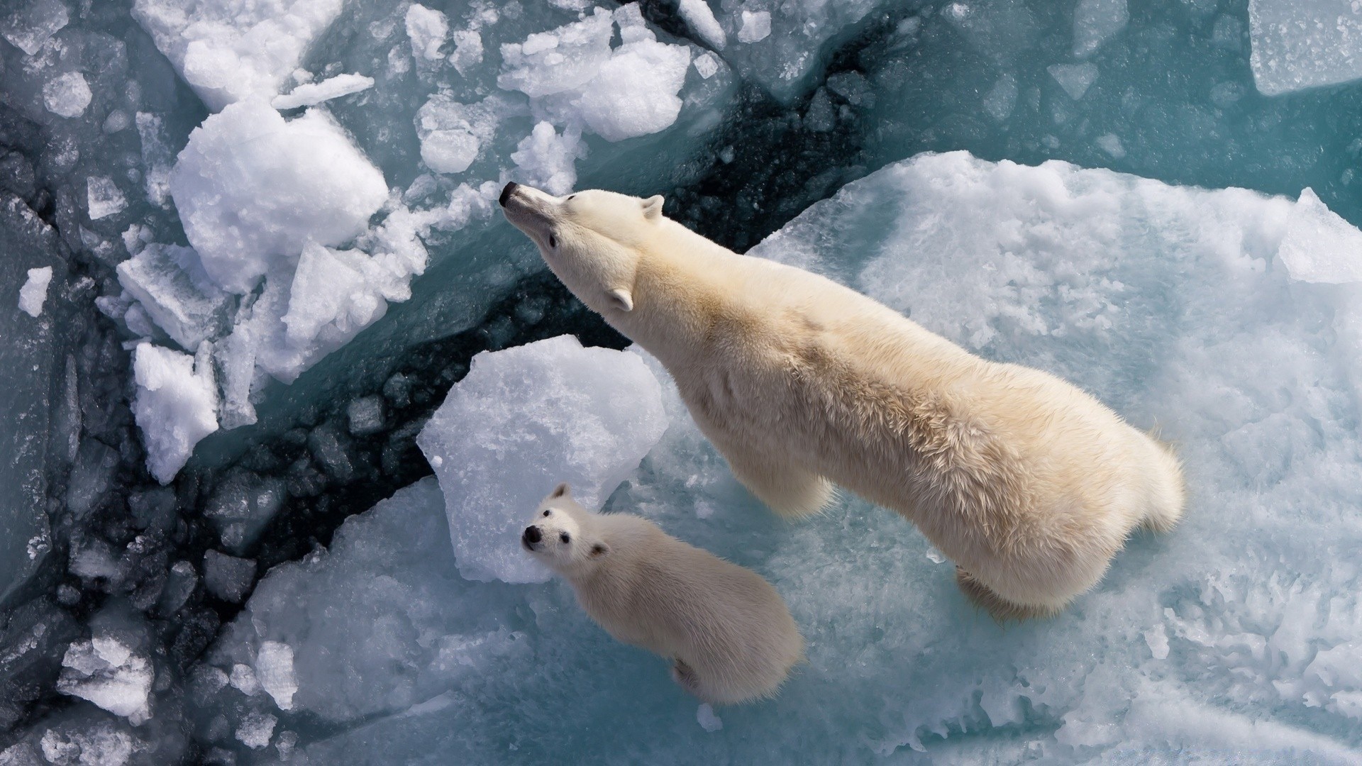 zwierzęta śnieg zima lód mroźny zimny mróz mrożony na zewnątrz światło dzienne pogoda natura jeden ssak polar woda sezon