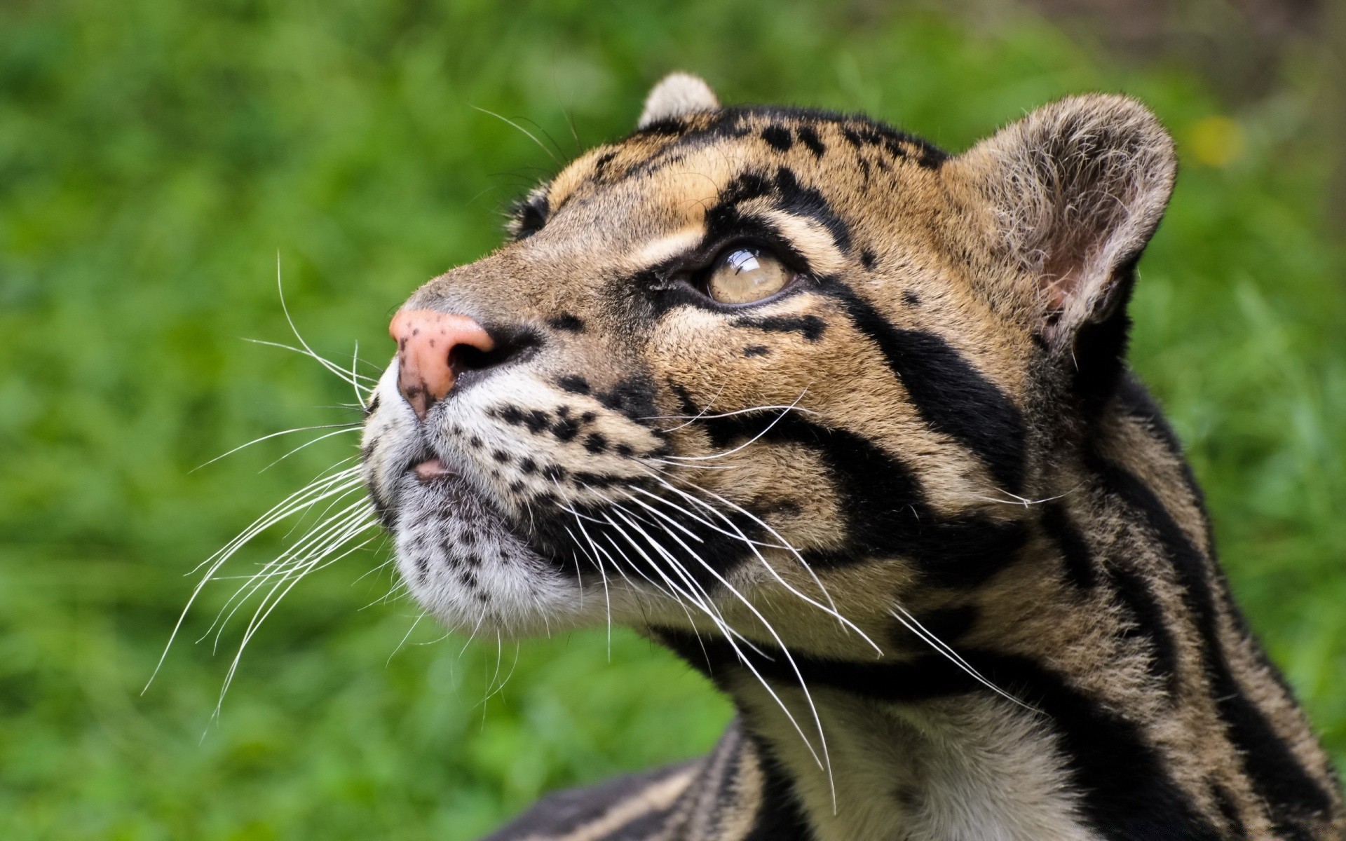 animais gato vida selvagem mamífero animal predador comedor de carne selvagem caçador zoológico safari pele natureza tigre olho retrato grande caça selva ameaçada agressão