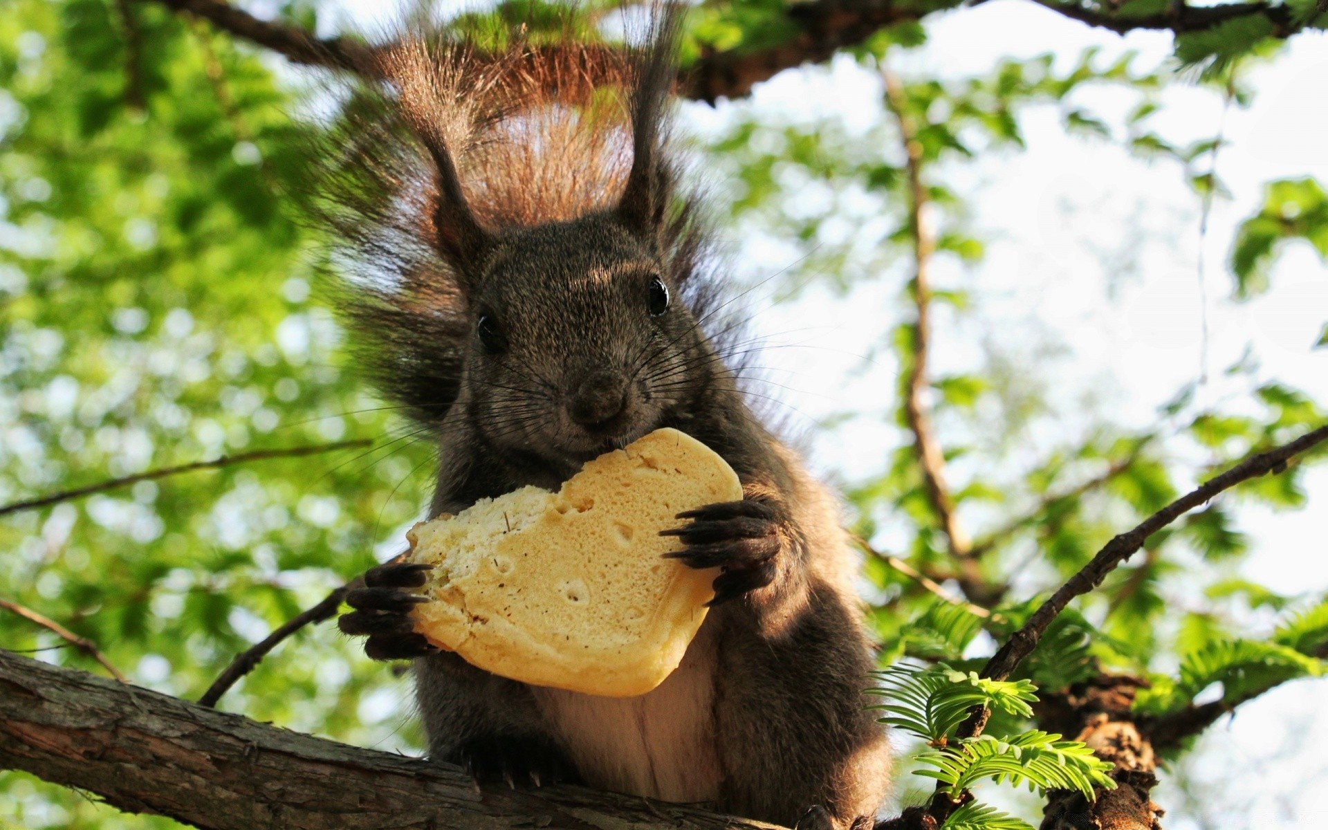 animali mammifero natura pelliccia fauna selvatica carino legno legno animale selvaggio all aperto roditore piccolo peloso ritratto lanuginoso scoiattolo