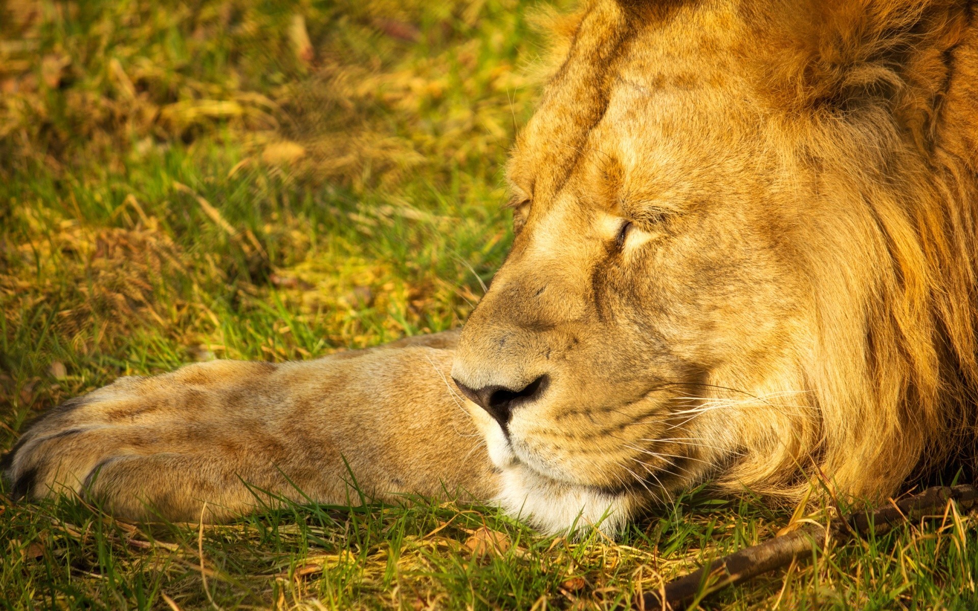 zwierzęta kot lew ssak dzika przyroda drapieżnik safari zwierzę lwica dziki myśliwy mięsożerca natura futro duży zoo trawa duży kot portret mane pantera