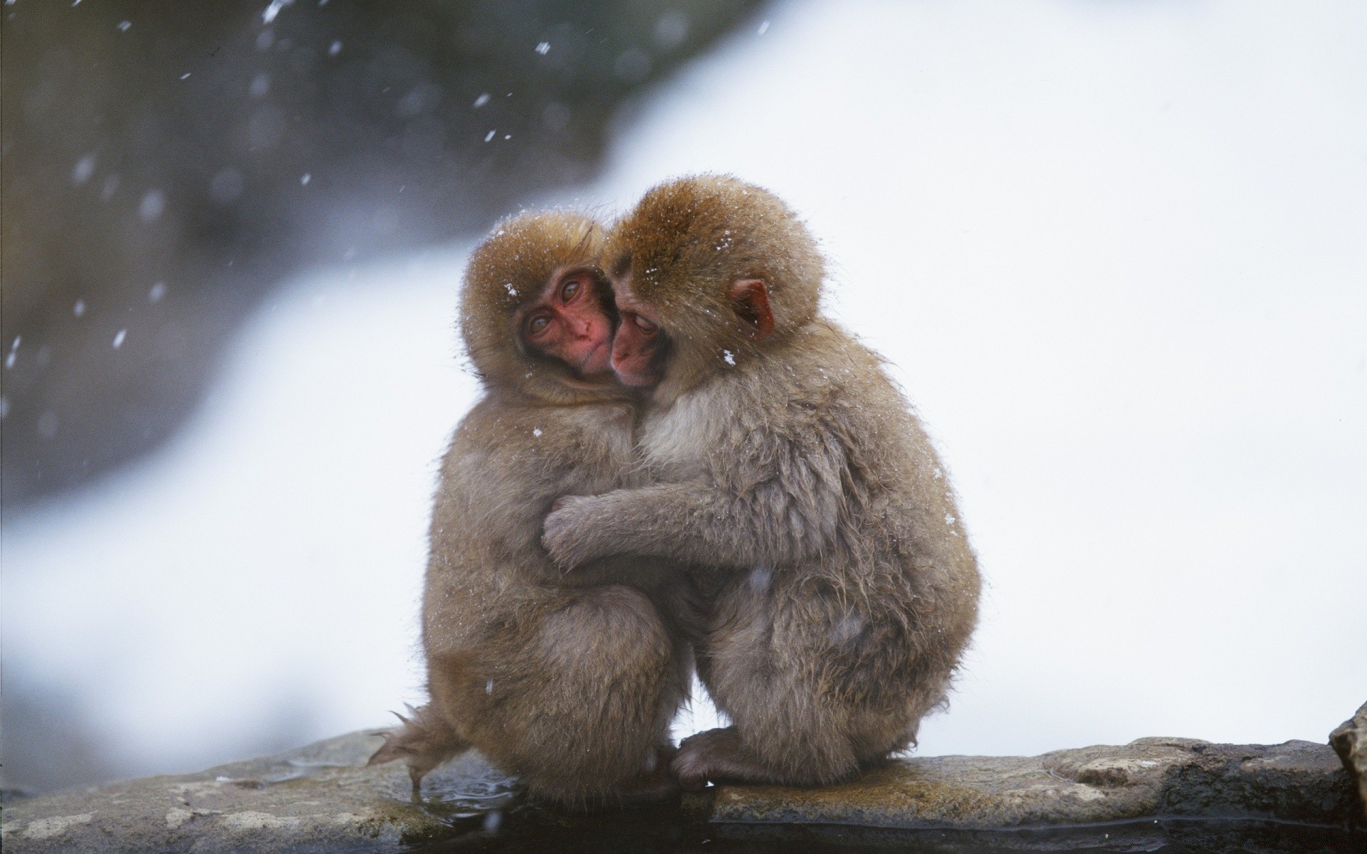 tiere säugetier affe tierwelt vorsteher kind ein tier natur niedlich schnee makaken porträt fell wenig