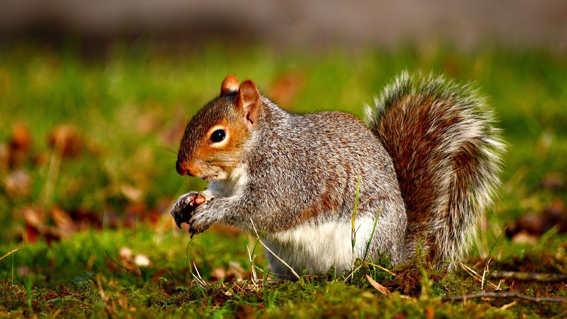 animali scoiattolo natura roditore mammifero fauna selvatica carino dado piccolo animale erba all aperto albero