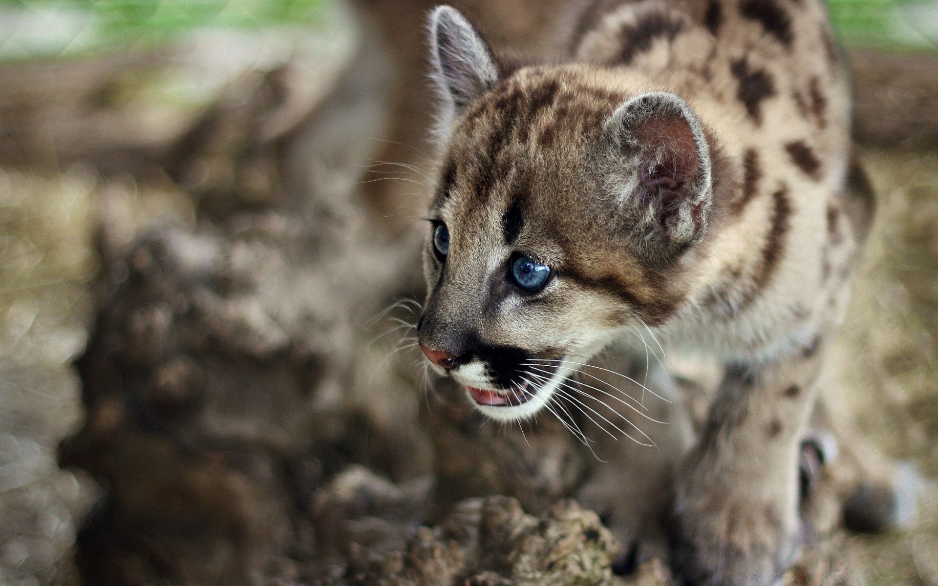 animals wildlife mammal animal nature cute cat fur eye wild portrait looking zoo little predator