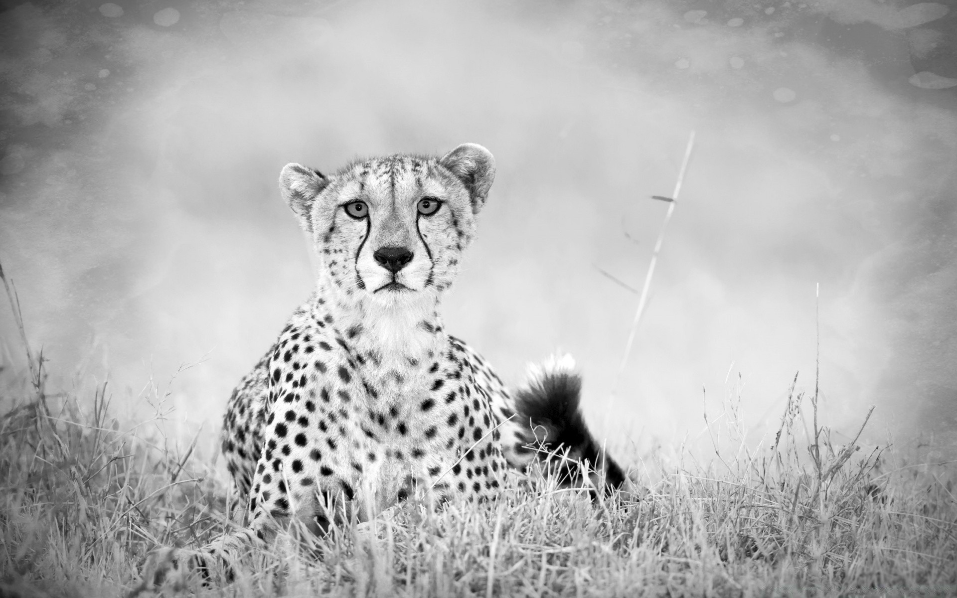 tiere tierwelt säugetier natur gras katze wild tier