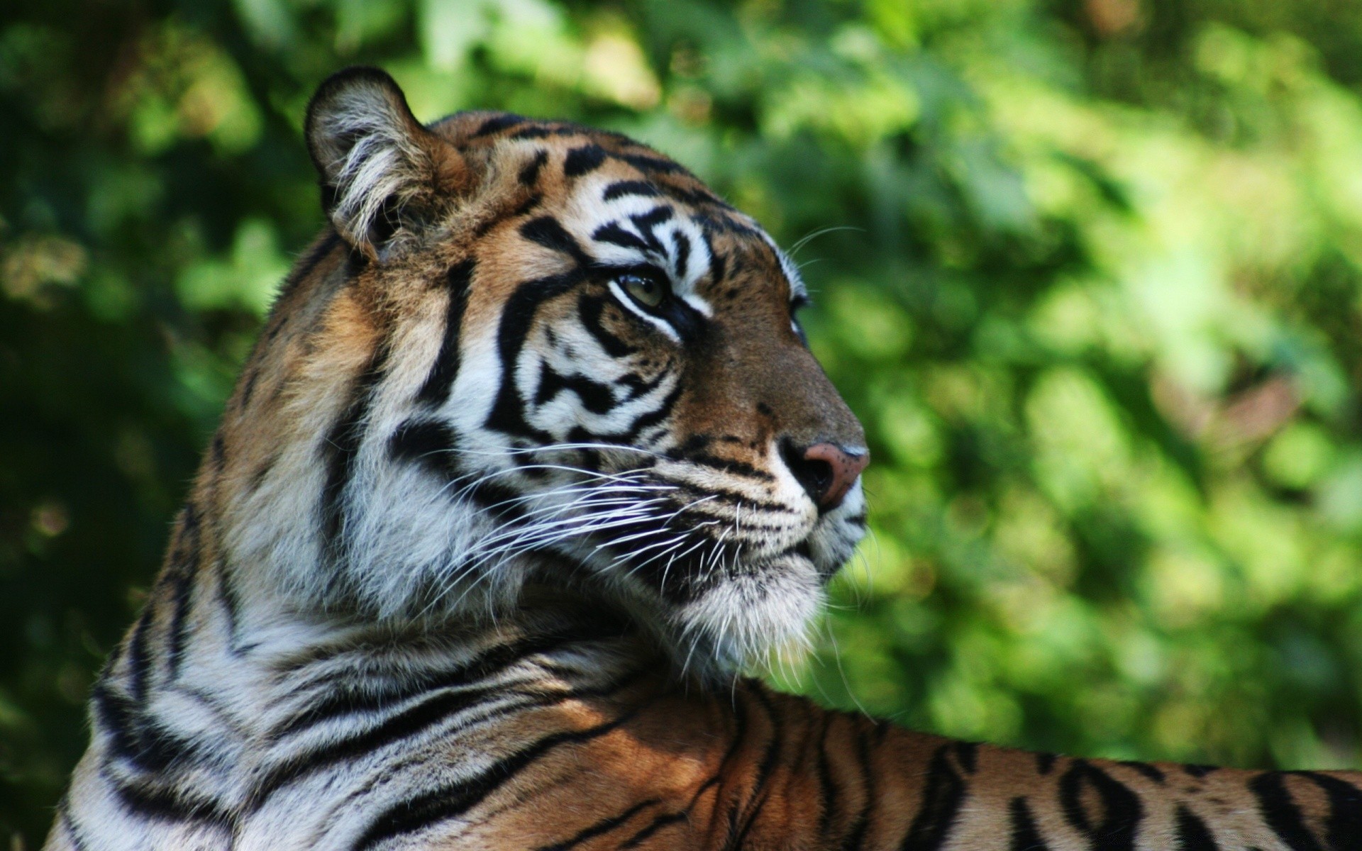 animais tigre vida selvagem gato selva jardim zoológico predador mamífero faixa animal selvagem perigo caçador comedor de carne olhando pele safari grande zangado caça natureza