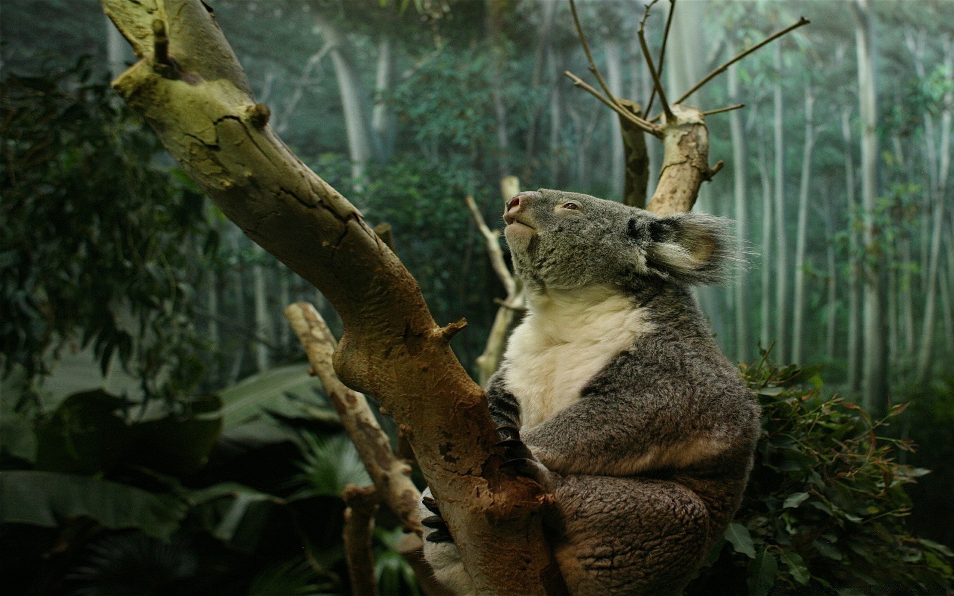 animales árbol naturaleza mamífero vida silvestre madera al aire libre animal zoológico salvaje solo hoja