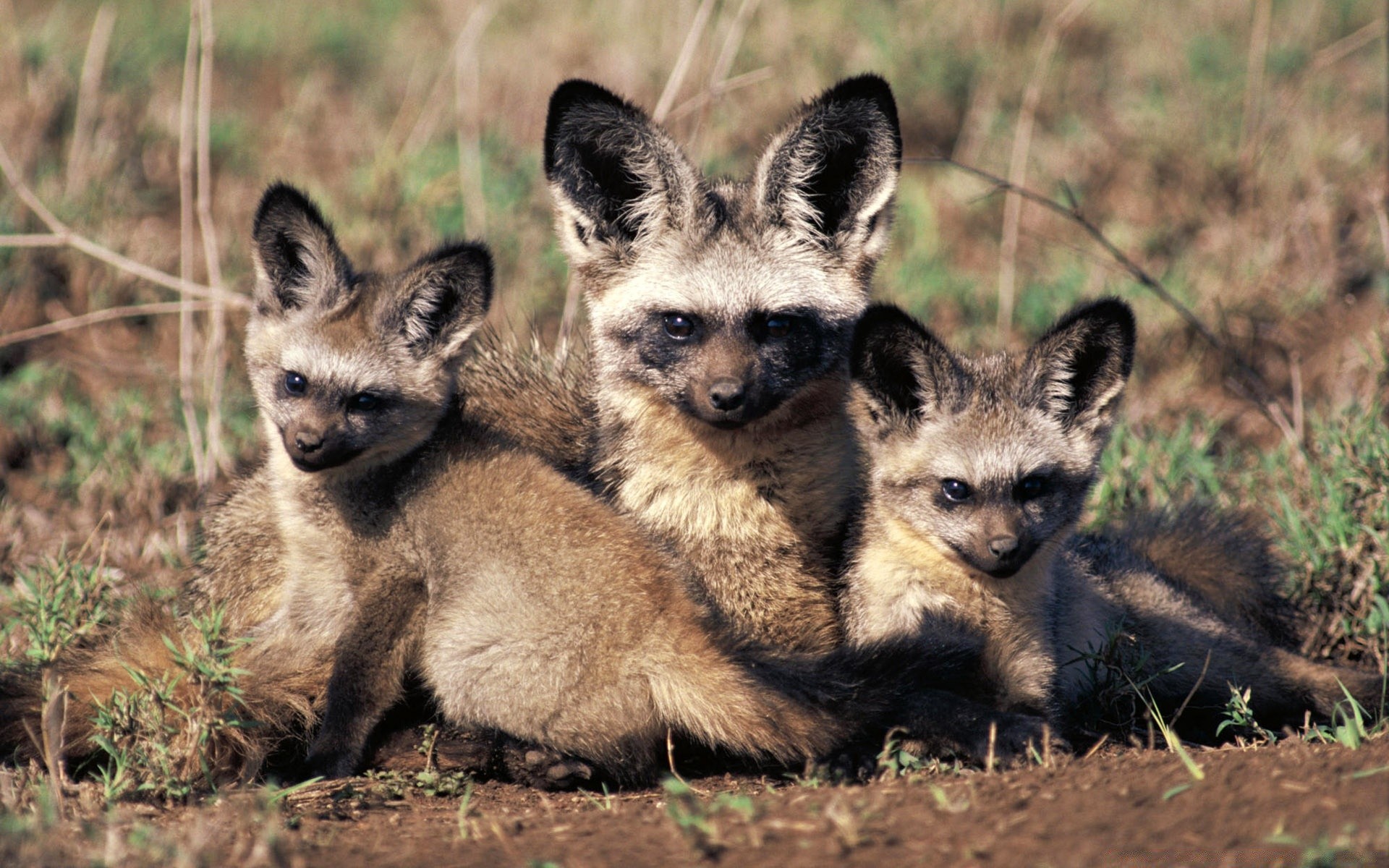 animali mammifero fauna selvatica animale cucciolo di lupo natura canino predatore erba selvaggio carino