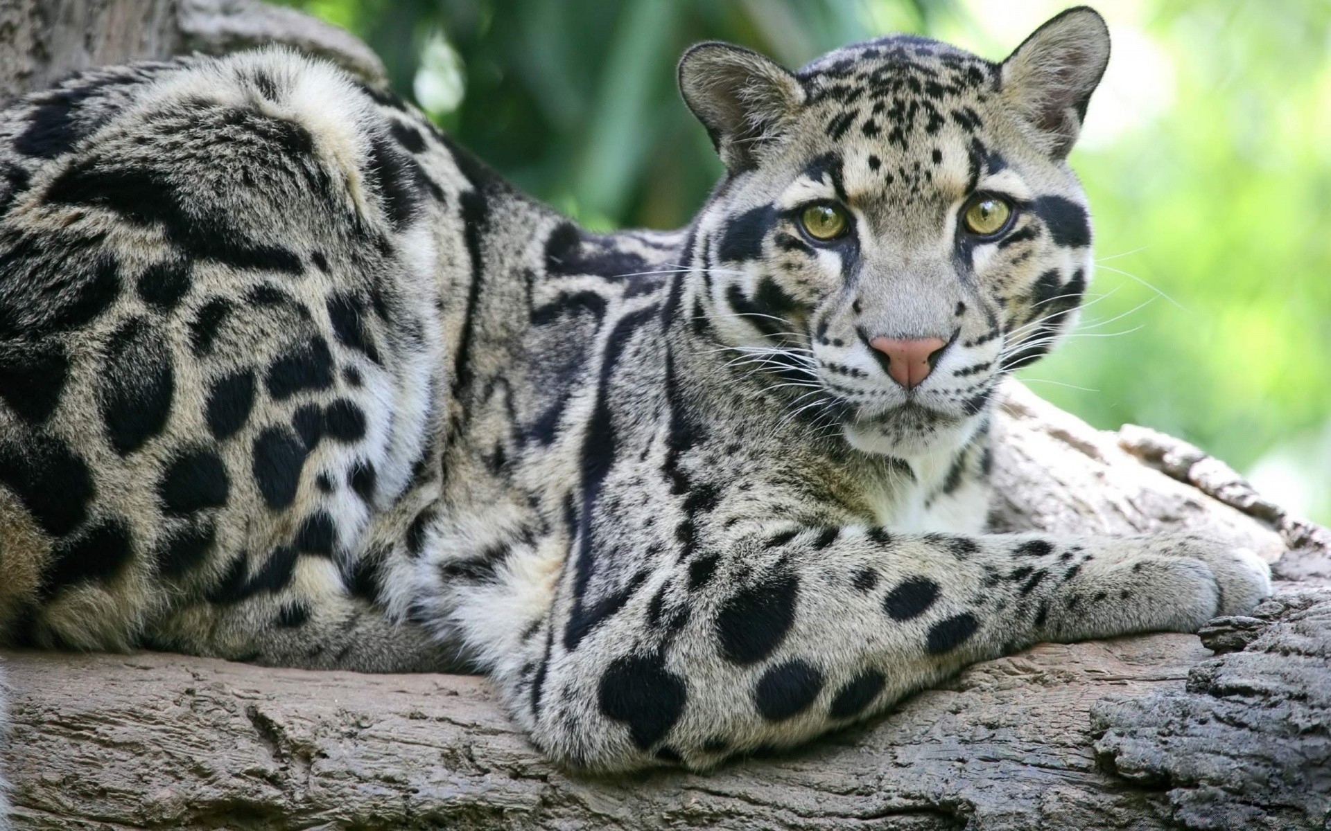 hayvanlar yaban hayatı kedi memeli hayvan hayvanat bahçesi yırtıcı hayvan vahşi et yiyen kürk leopar kaplan orman doğa büyük portre safari avcı nesli tükenmekte olan bölüm