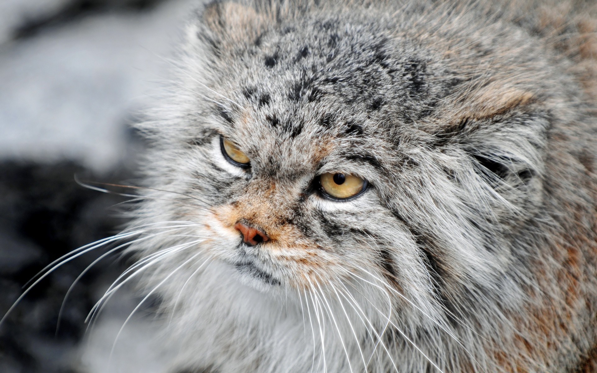 animais vida selvagem predador animal mamífero selvagem natureza pele caçador gato comedor de carne jardim zoológico retrato