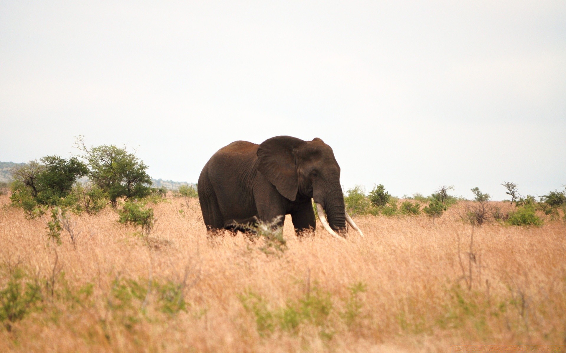 tiere säugetier tierwelt elefant safari savanne weiden tier gras afrikanischer elefant im freien wild busch reisen natur tageslicht