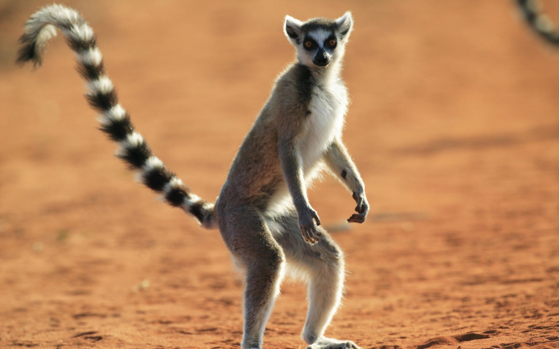 animales mamífero vida silvestre al aire libre primado lindo animal naturaleza