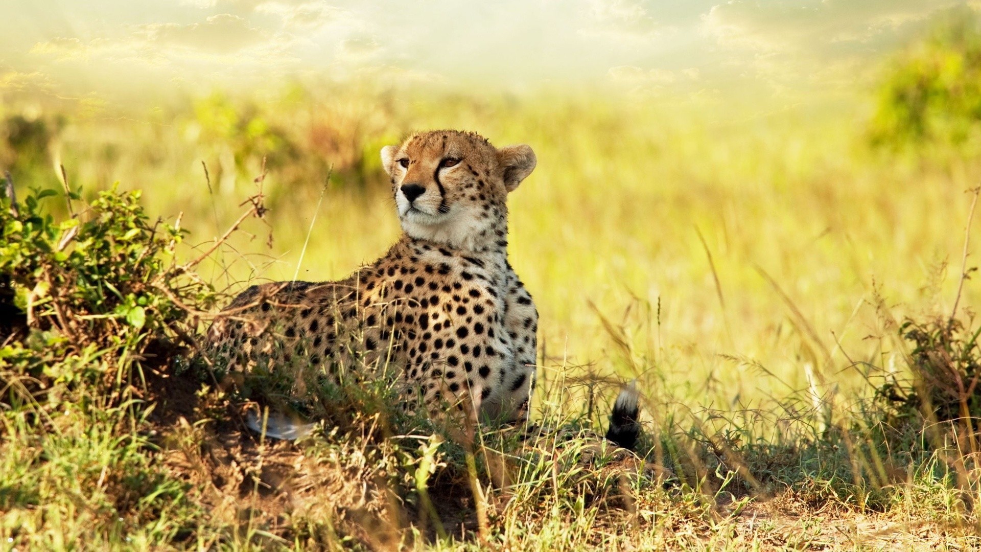 animals wildlife grass mammal cat cheetah nature outdoors safari