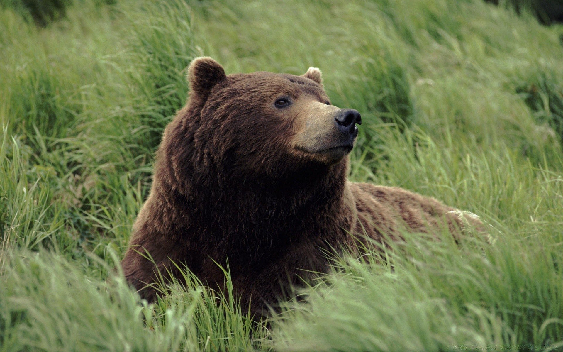 tiere säugetier gras wildtiere im freien natur grizzlybären pelz