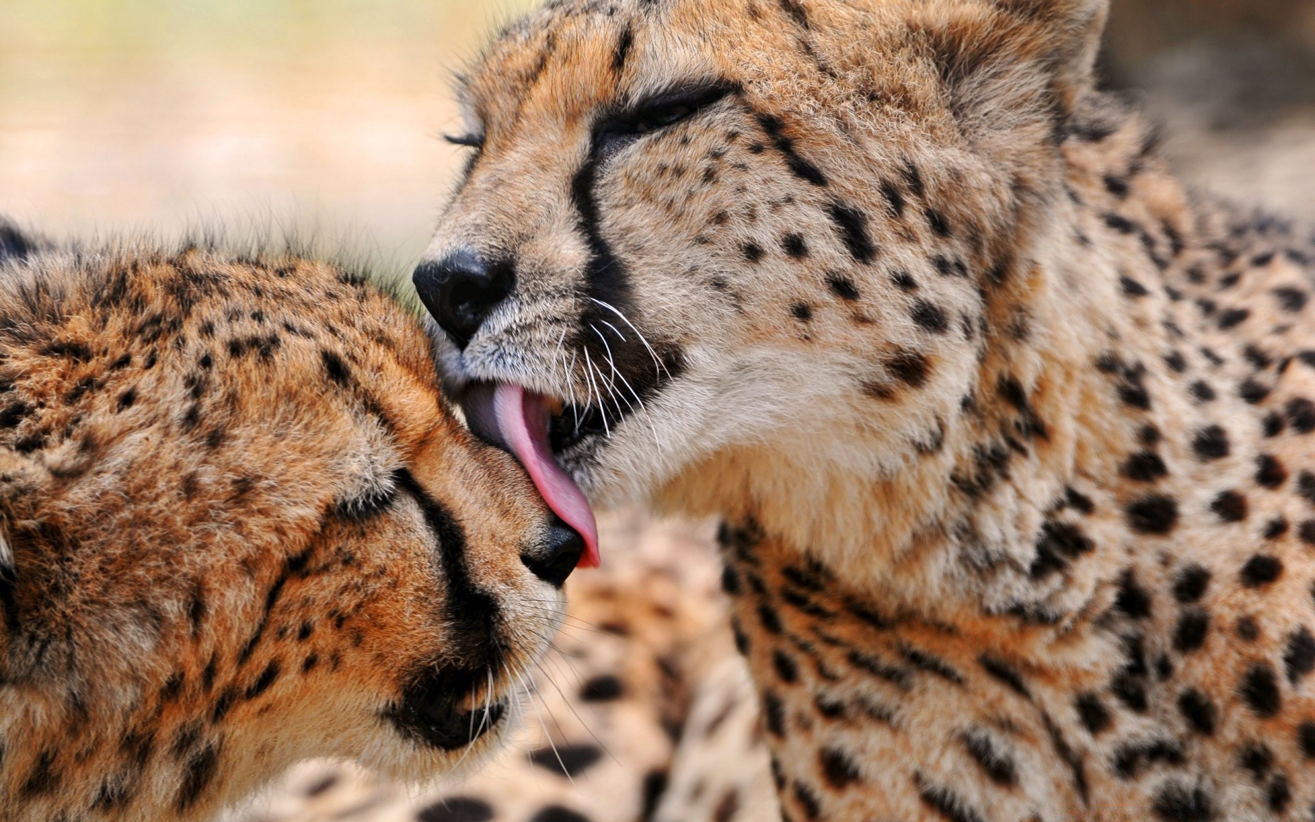 hayvanlar yaban hayatı kedi memeli çita yırtıcı hayvan safari et yiyen hayvan kürk avcı vahşi leopar hayvanat bahçesi doğa nesli tükenmekte olan türler büyük kedi büyük göz panter portre