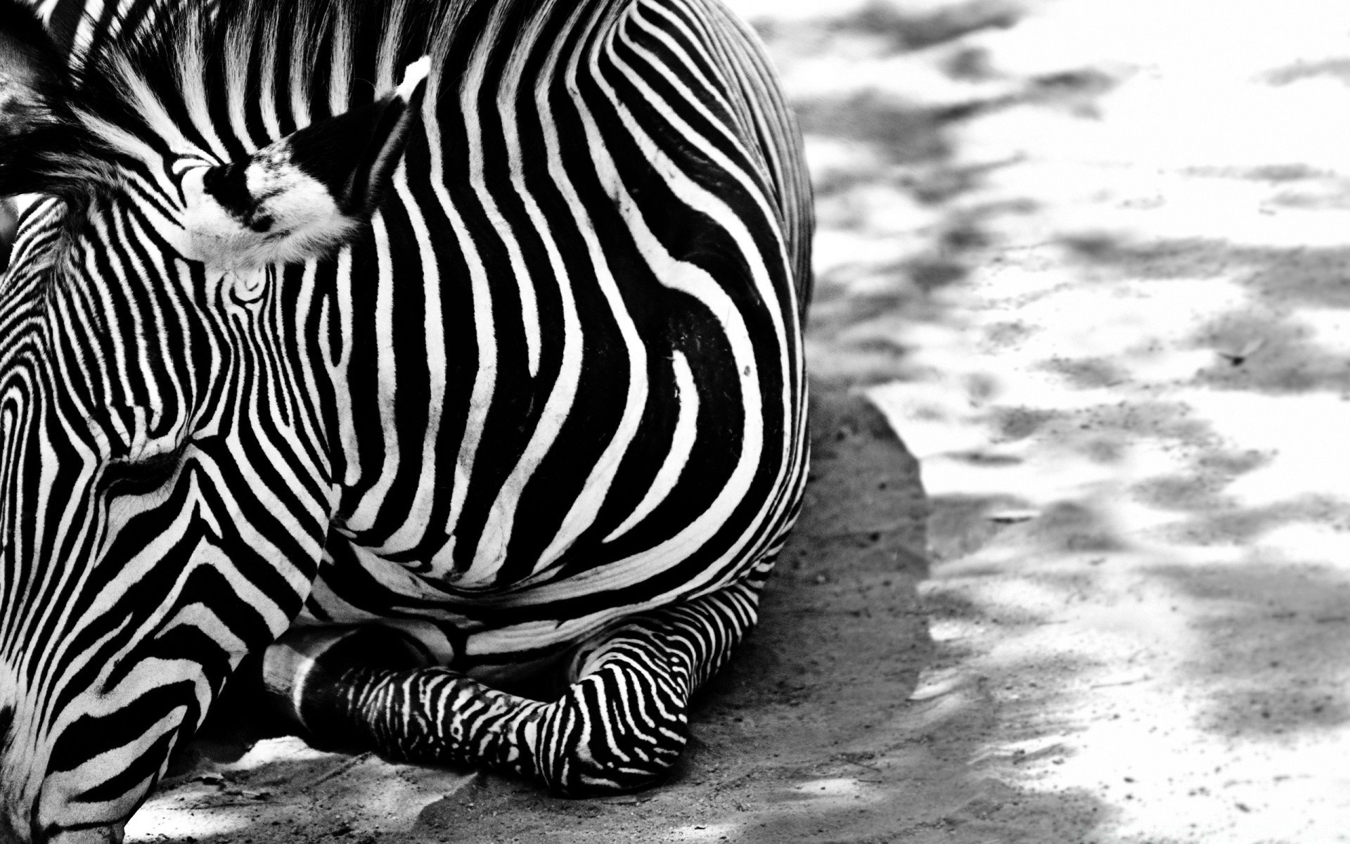 animals zebra stripe nature wildlife zoo pattern wild mammal one safari equine desktop portrait animal