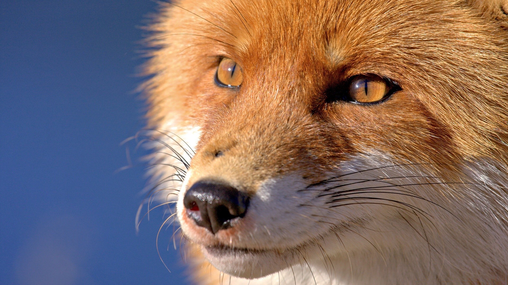 animals mammal wildlife portrait animal predator zoo eye cute fur dog