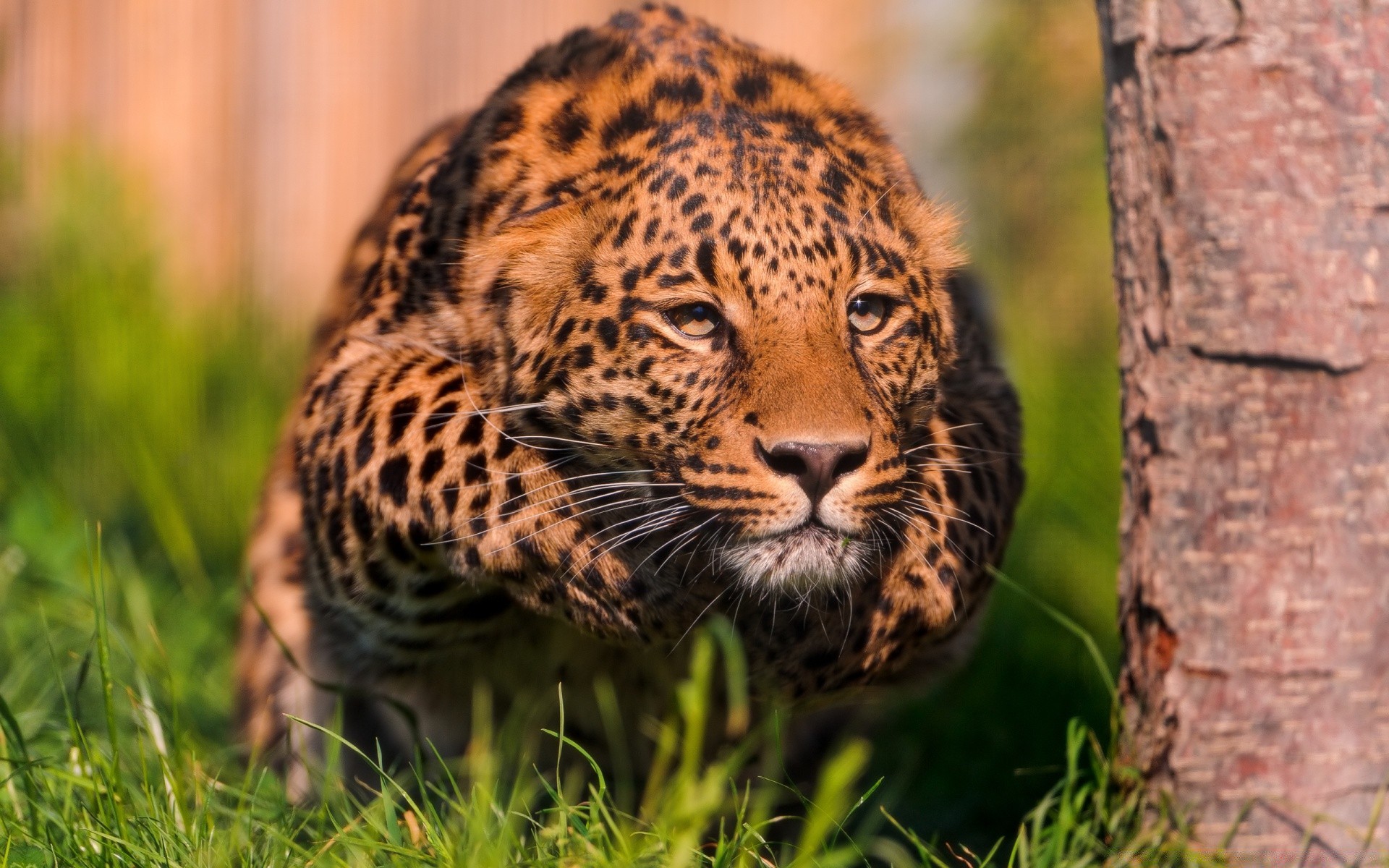 animaux faune chat prédateur léopard mammifère nature animal sauvage chasseur fourrure zoo safari mangeur de viande grand chasse jungle