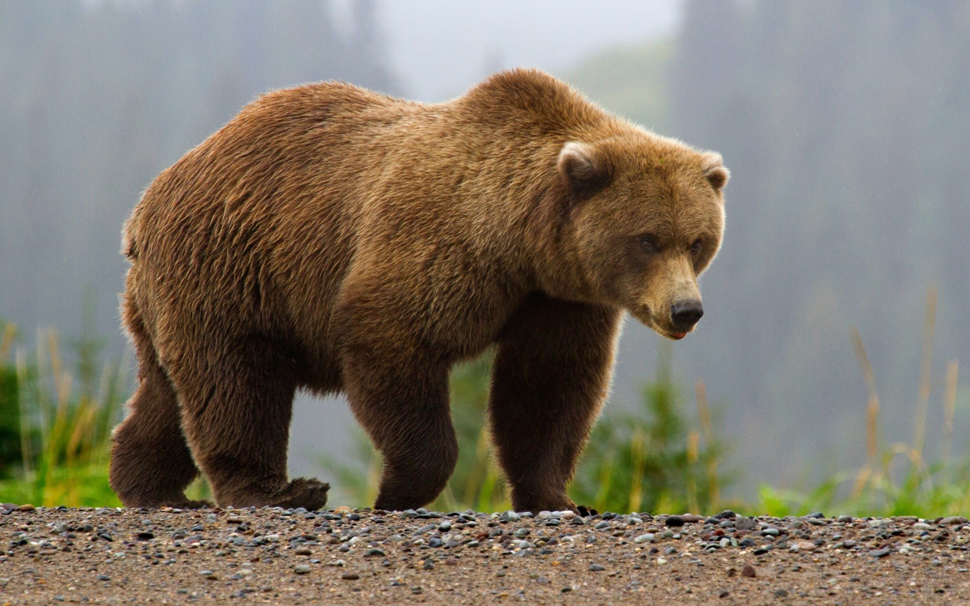 animals wildlife mammal nature outdoors fur animal predator wild grass