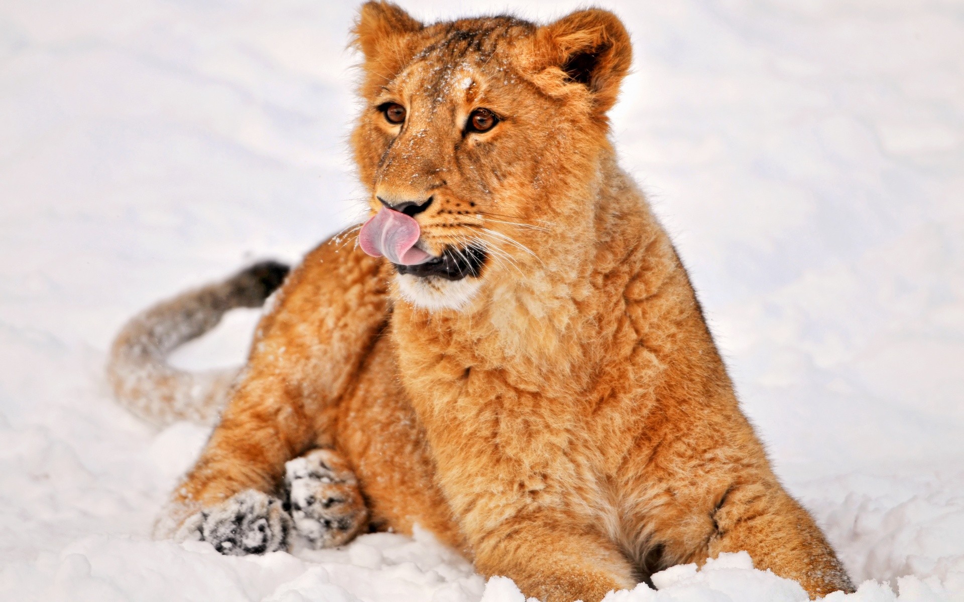 animaux chat mammifère animal faune prédateur nature hiver fourrure neige mangeur de viande sauvage mignon portrait