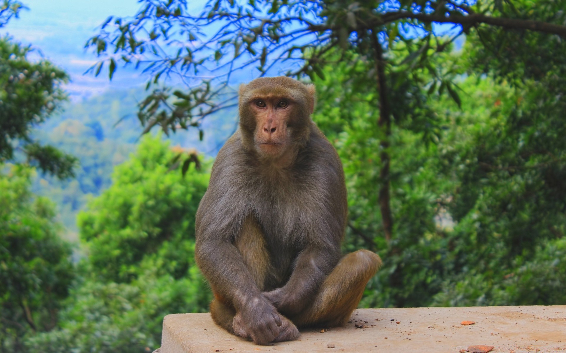 animali scimmia primate mammifero cricca legno macaco natura giungla fauna selvatica sedersi albero viaggi selvaggio zoo parco all aperto