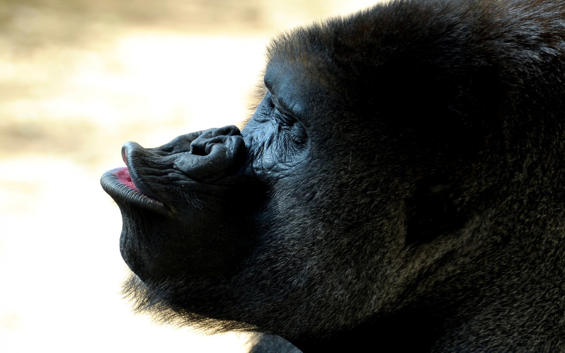 animais vida selvagem mamífero macaco jardim zoológico primata careta natureza retrato animal gorila pele selvagem