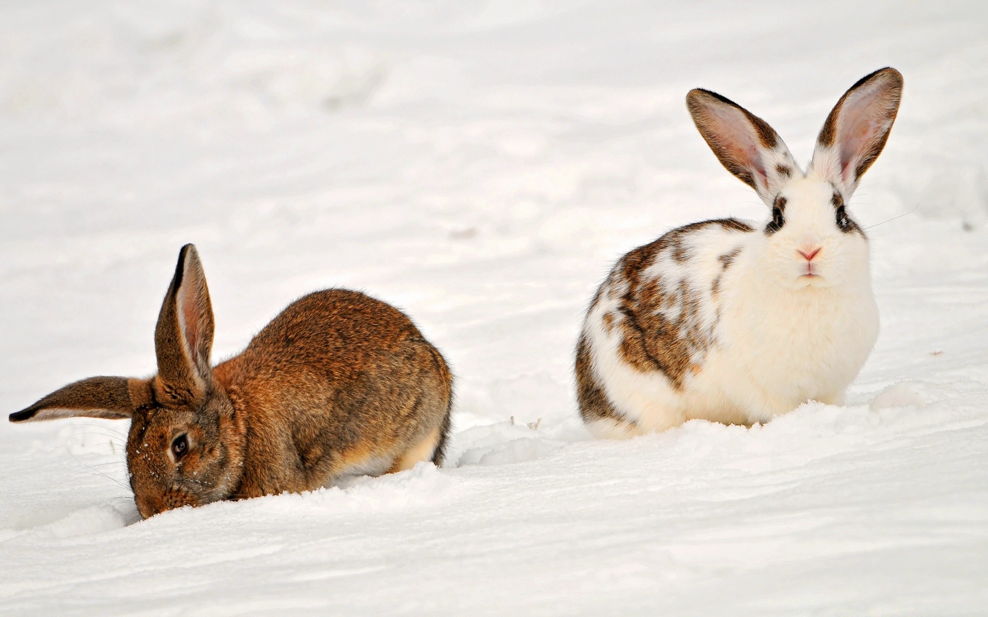 animali coniglio coniglietto neve pasqua carino inverno natura freddo all aperto fauna selvatica roditore mammifero uno pelliccia poco giù sedersi animale