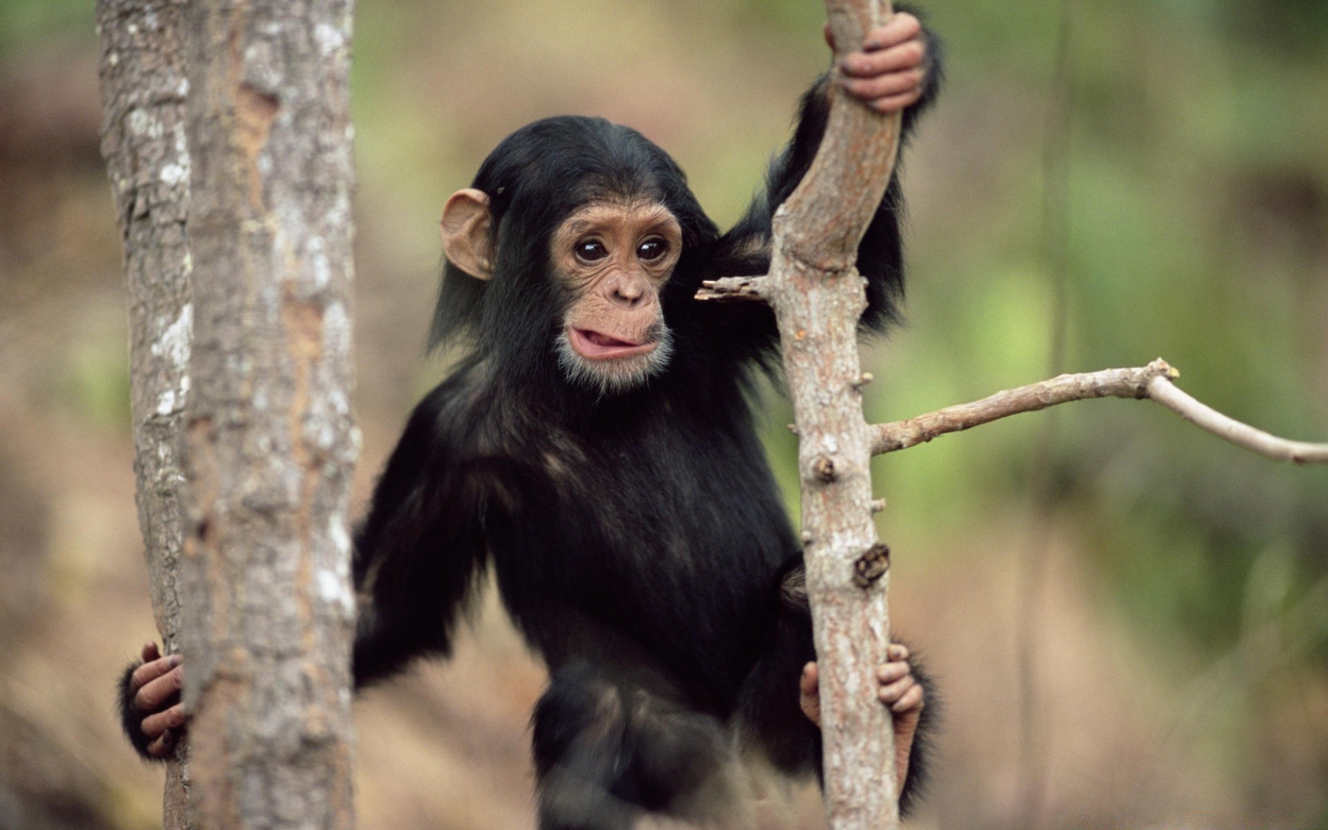 animales mamífero vida silvestre primado naturaleza madera mono selva árbol salvaje retrato gruñido al aire libre pelaje lindo animal