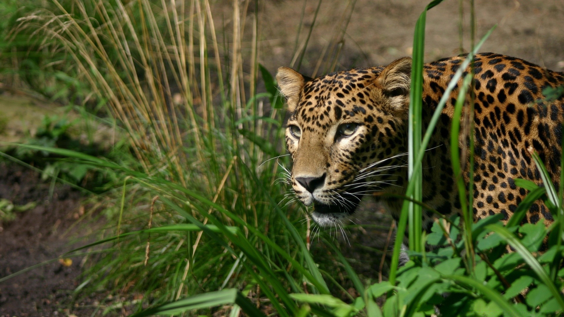 animaux faune nature sauvage chat animal mammifère prédateur fourrure chasseur