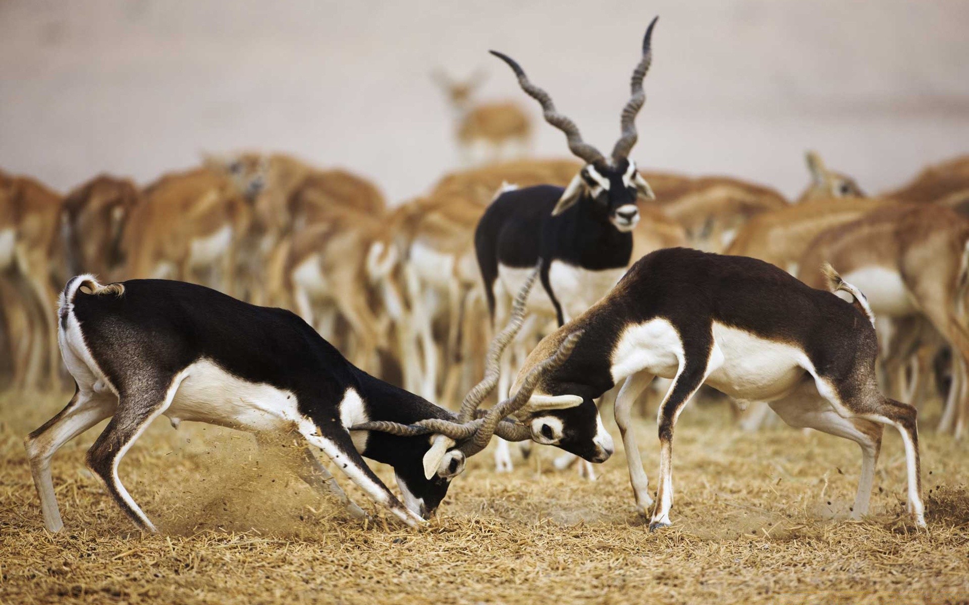 animais mamífero vida selvagem animal antílope dois um natureza selvagem