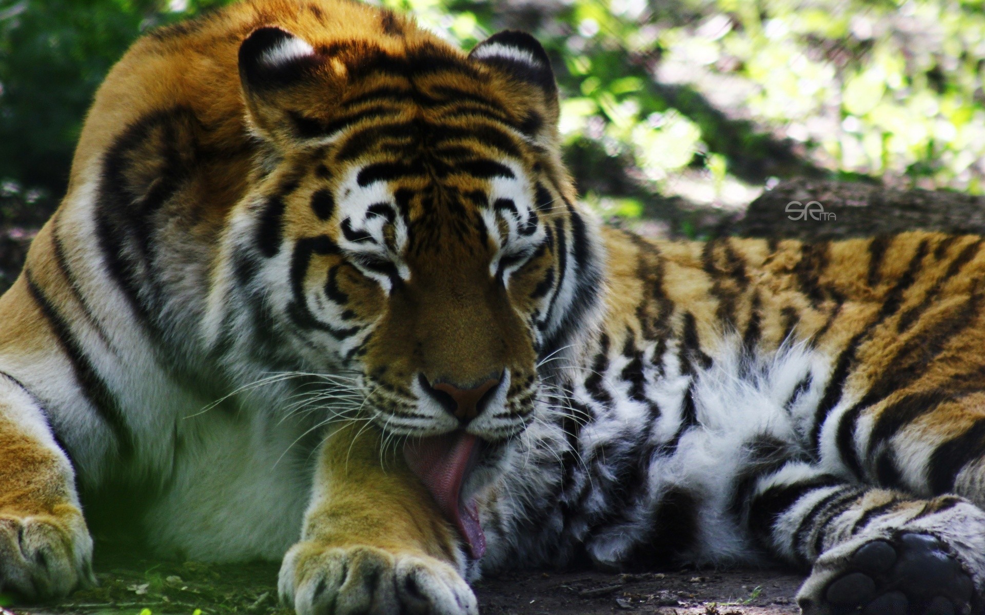 zwierzęta tygrys dzika przyroda kot ssak drapieżnik dżungla zoo zwierzę mięsożerca myśliwy dziki futro duży pasek syberyjski polowanie safari agresja tigris niebezpieczeństwo