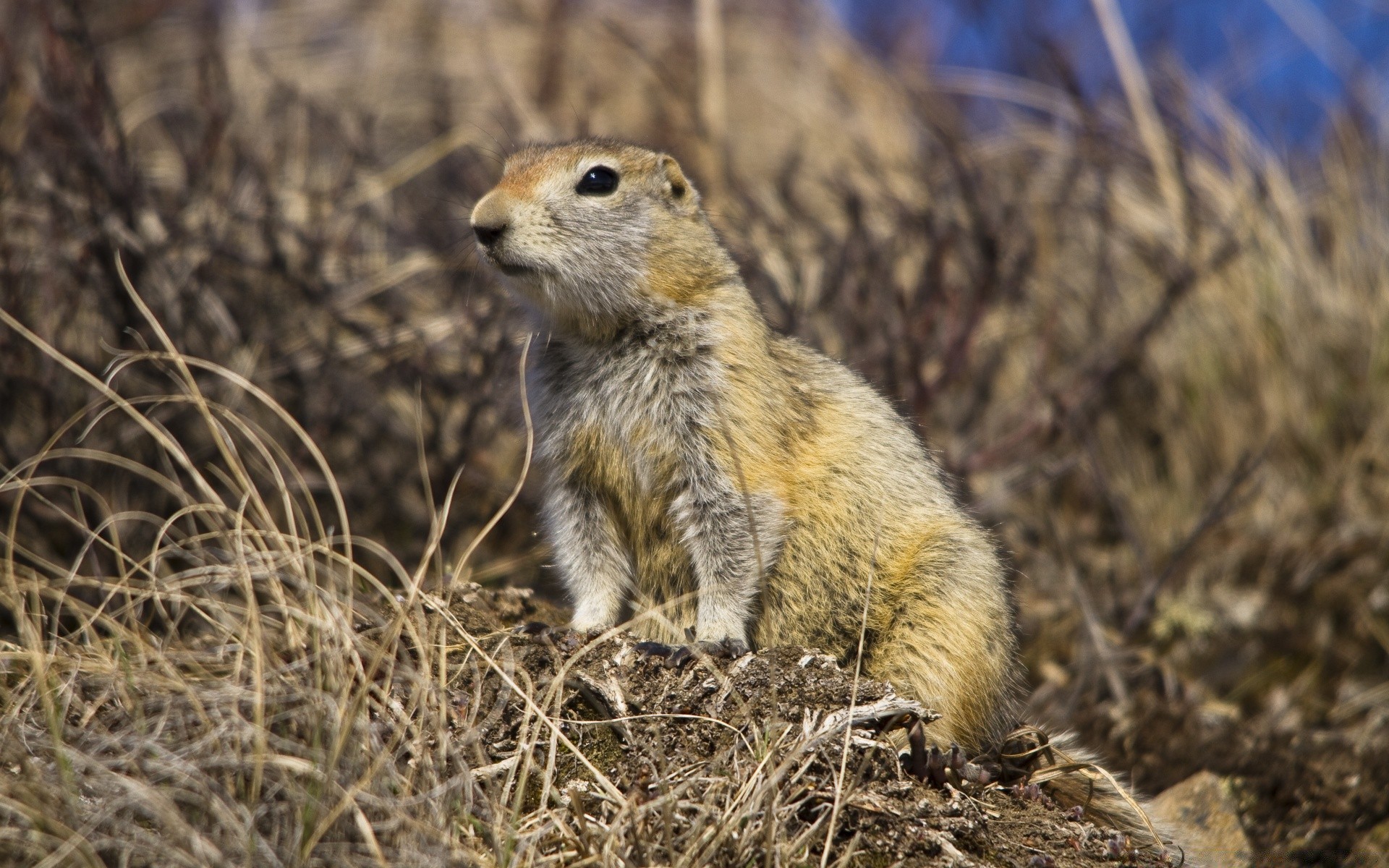 animals wildlife mammal nature animal rodent outdoors wild little grass squirrel cute