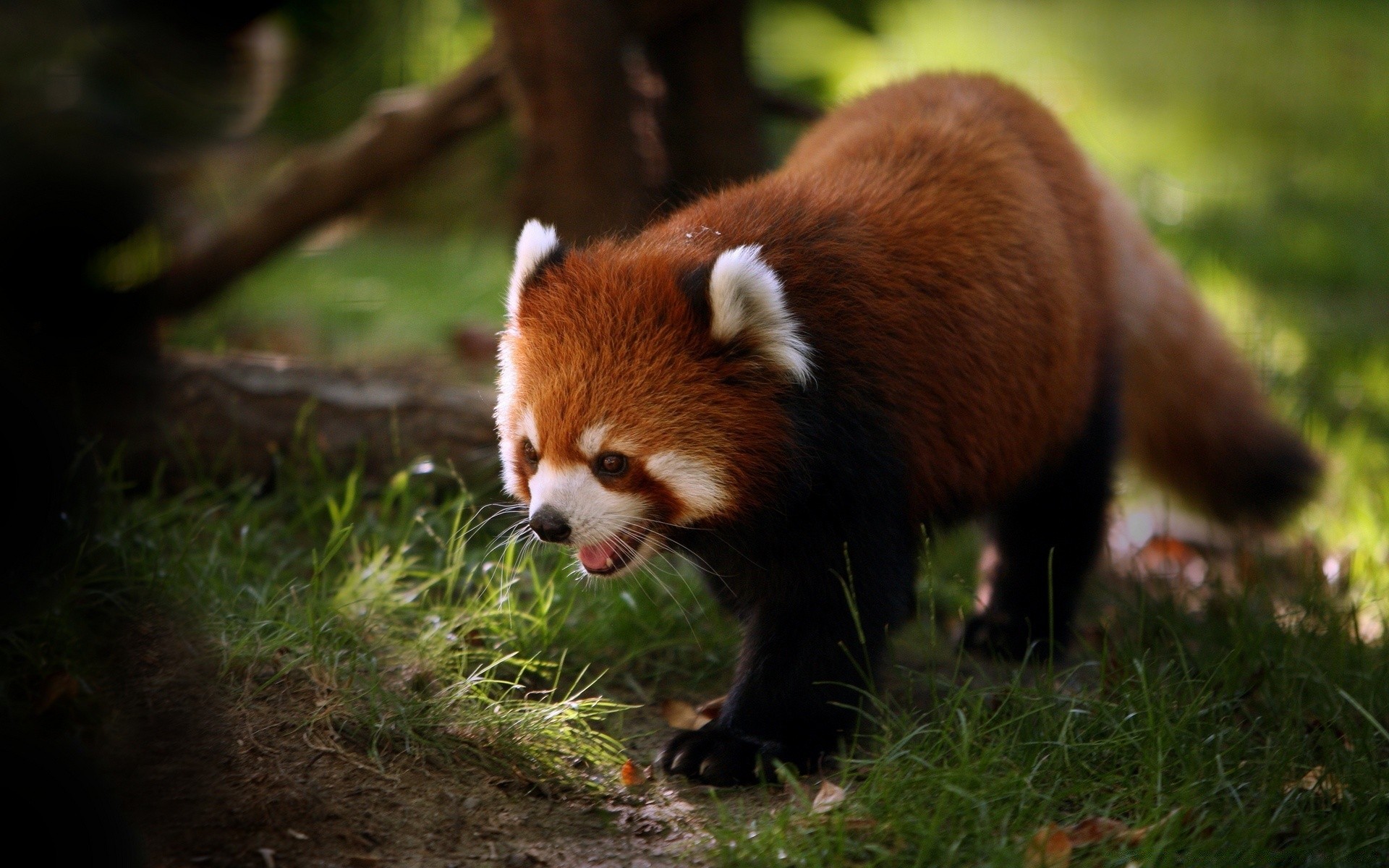 animaux mammifère animal la faune mignon nature zoo sauvage fourrure