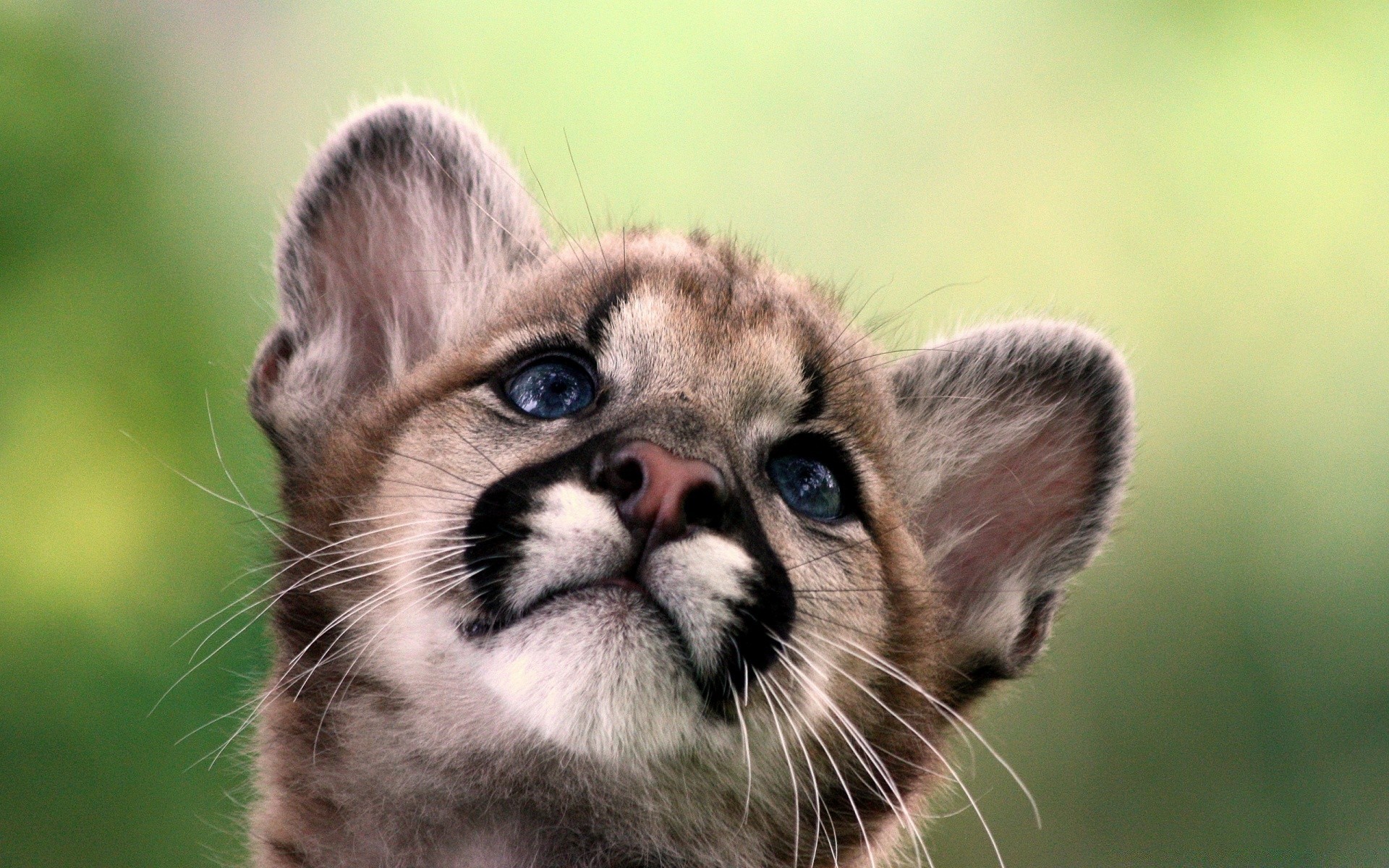 tiere tier säugetier niedlich wenig haustier porträt katze fell jung auge ansicht natur tierwelt